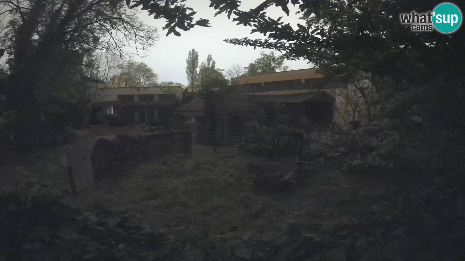 Zoo Zagreb – Suricata