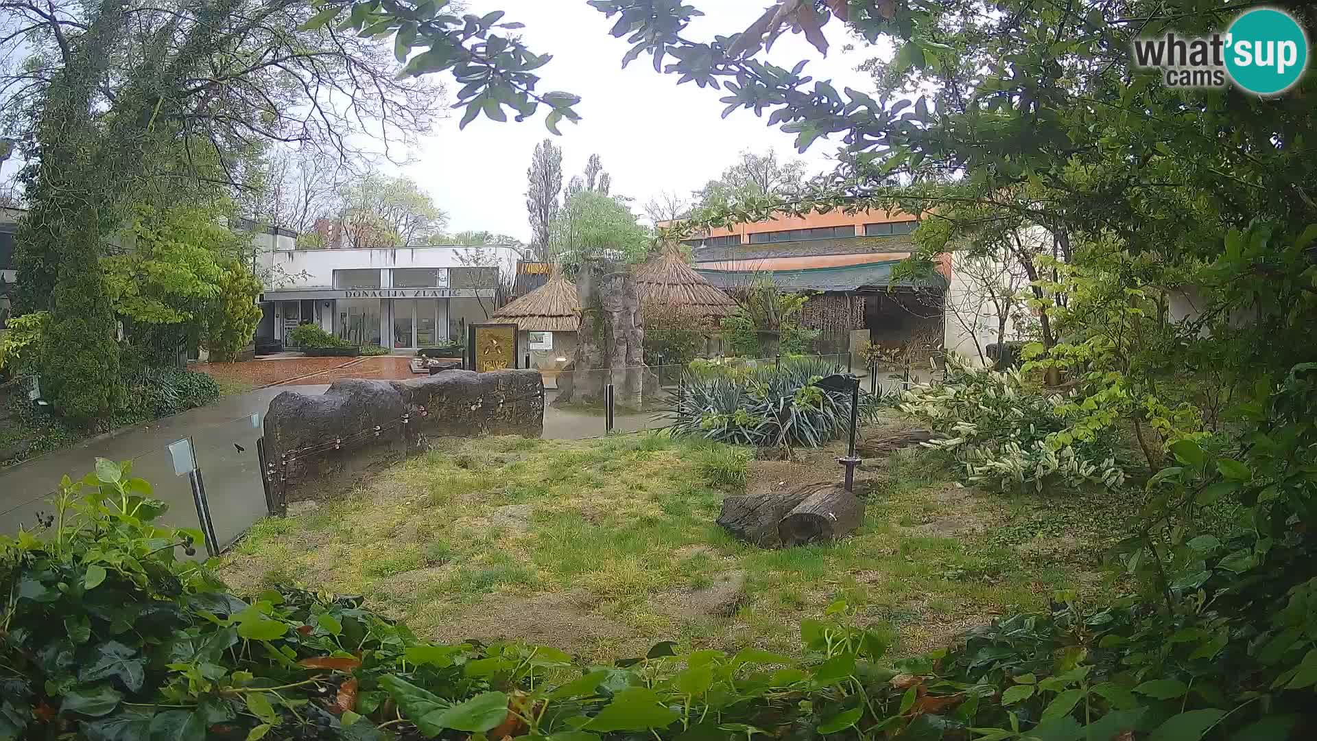 Zoo Zagreb – Merkat