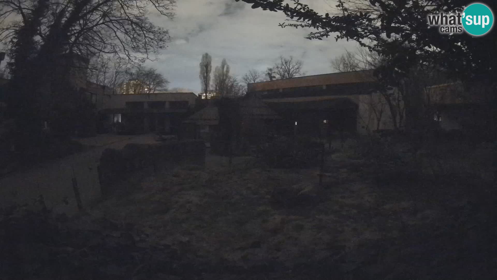 Zoo Zagreb – Surikate