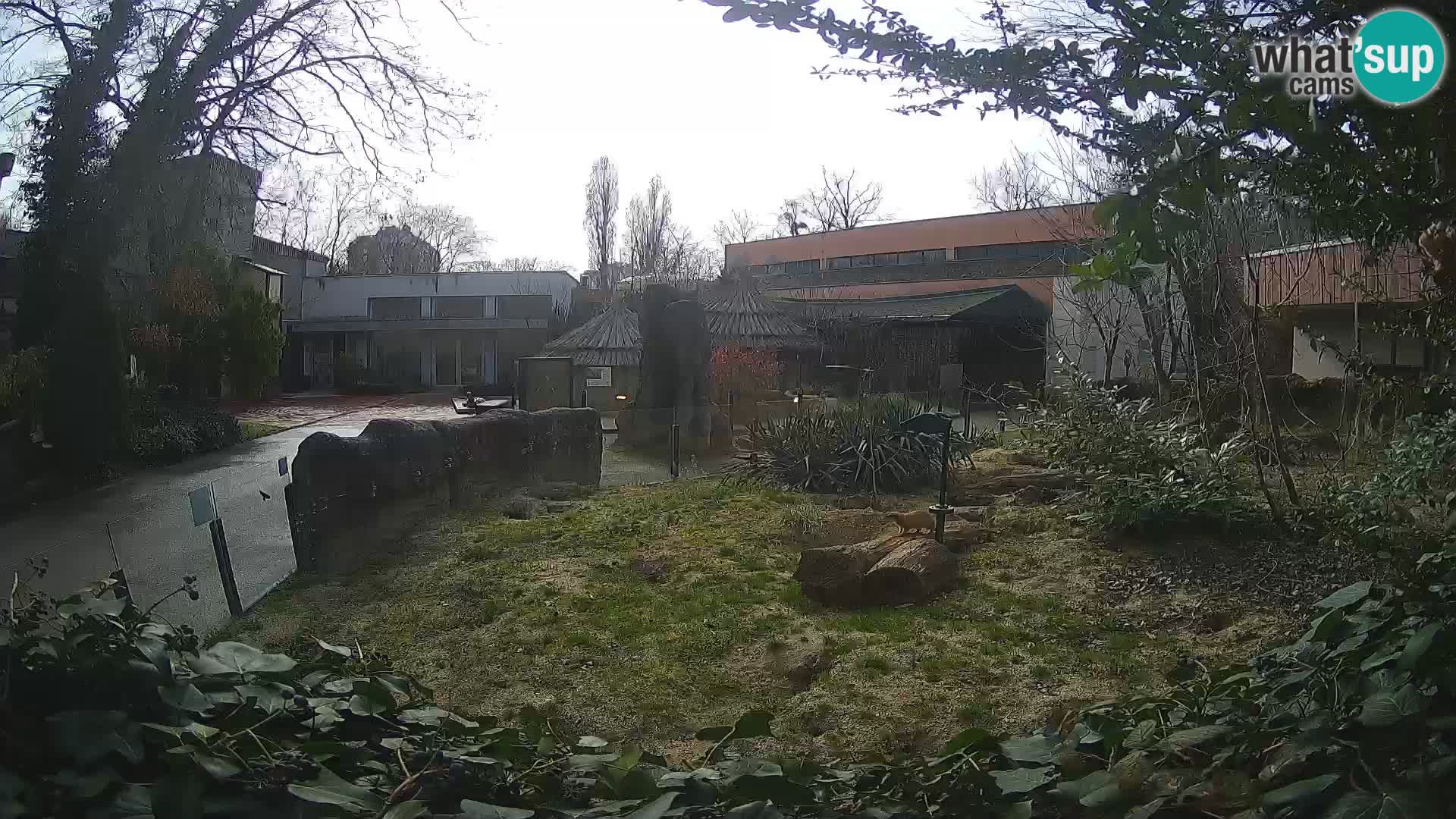 Zoo Zagreb – Suricata