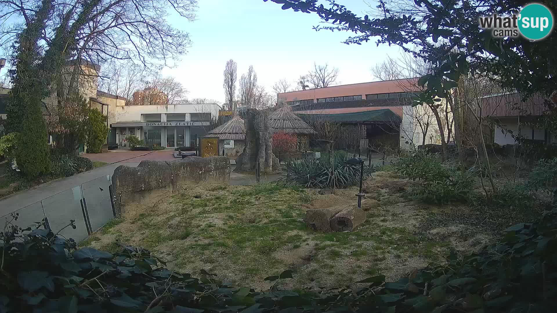 Zoo Zagreb – Suricata