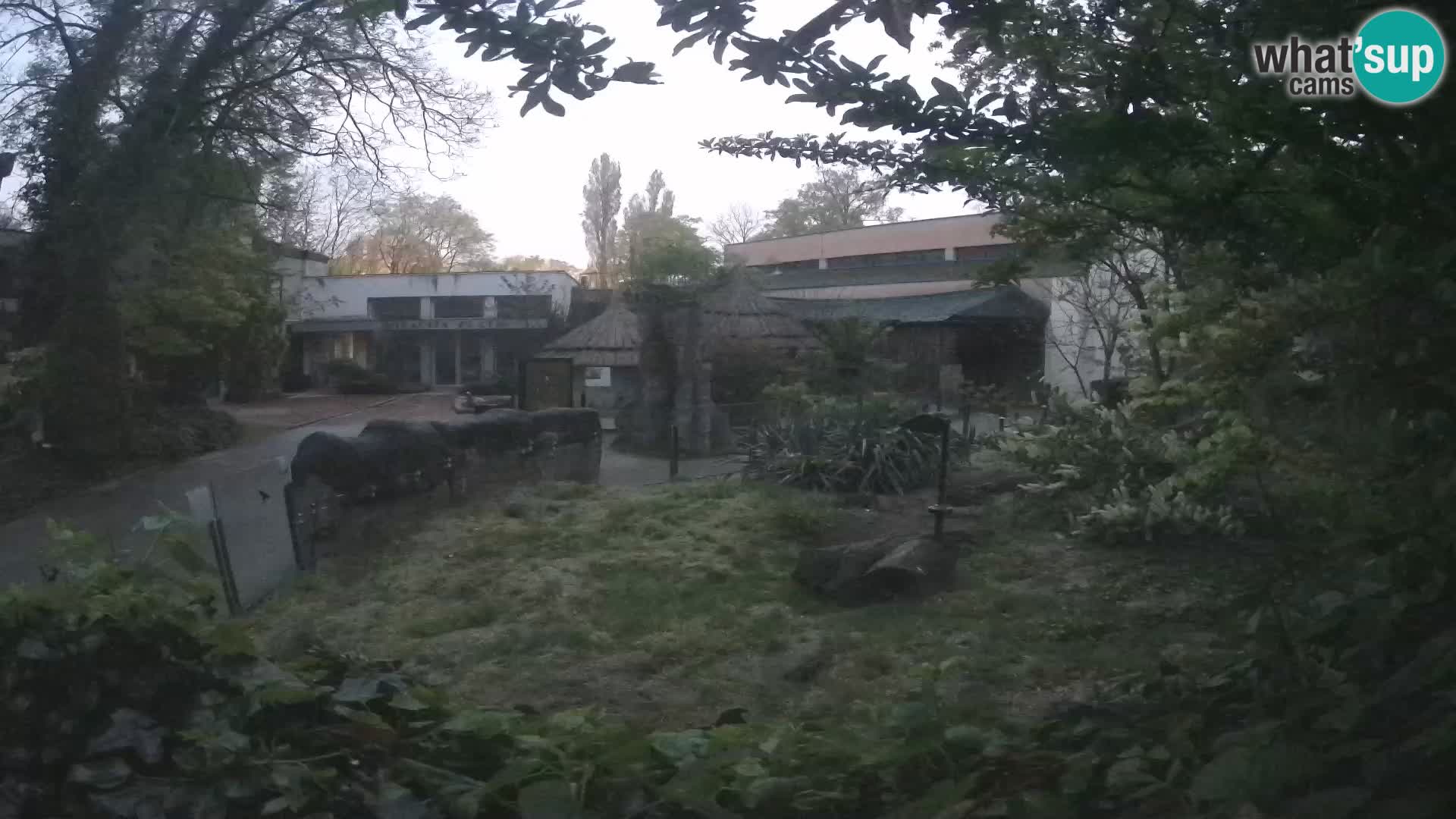 Zoo Zagreb – Merkat