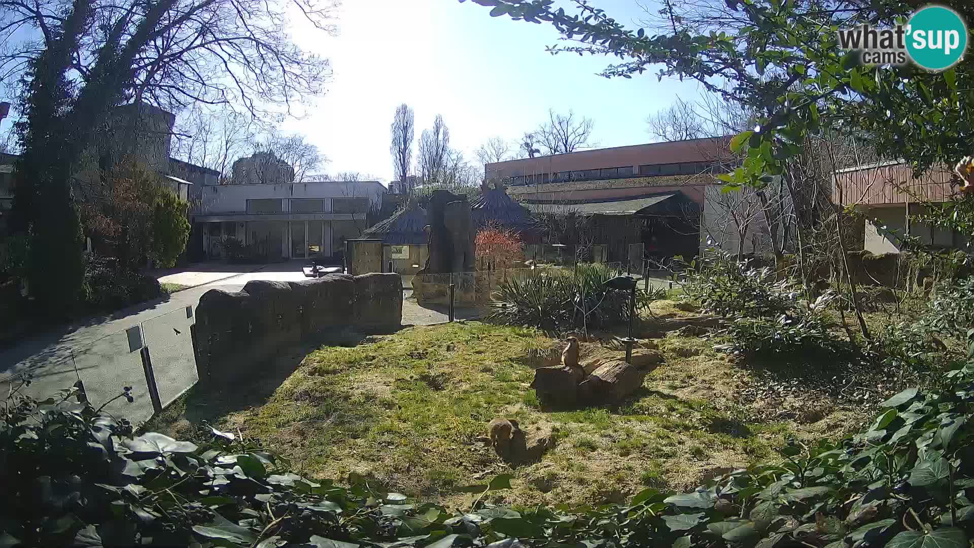 Zoo Zagreb – Meerkat (Suricate)