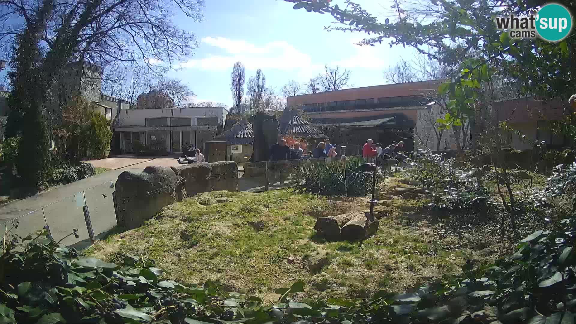 Zoo Zagreb – Suricate