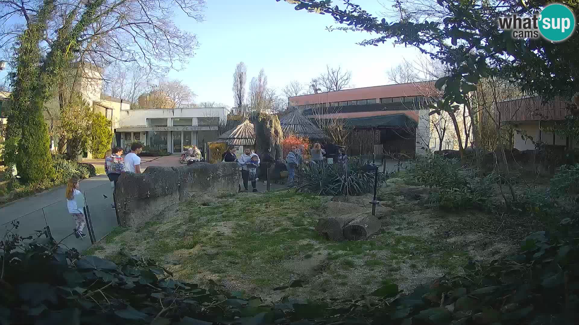 Zoo Zagreb – Suricate