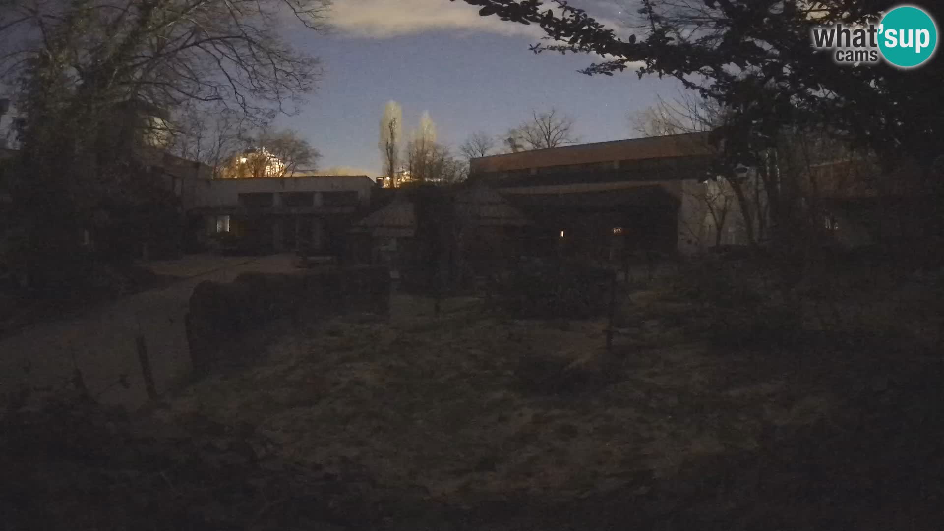 Zoo Zagreb – Suricata