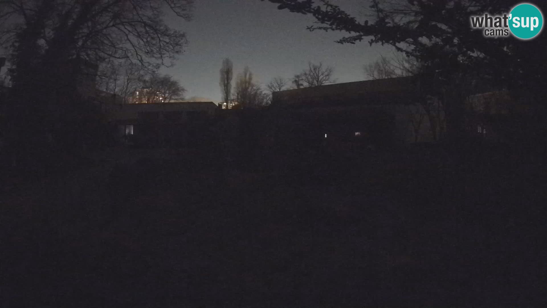 Zoo Zagreb – Suricata