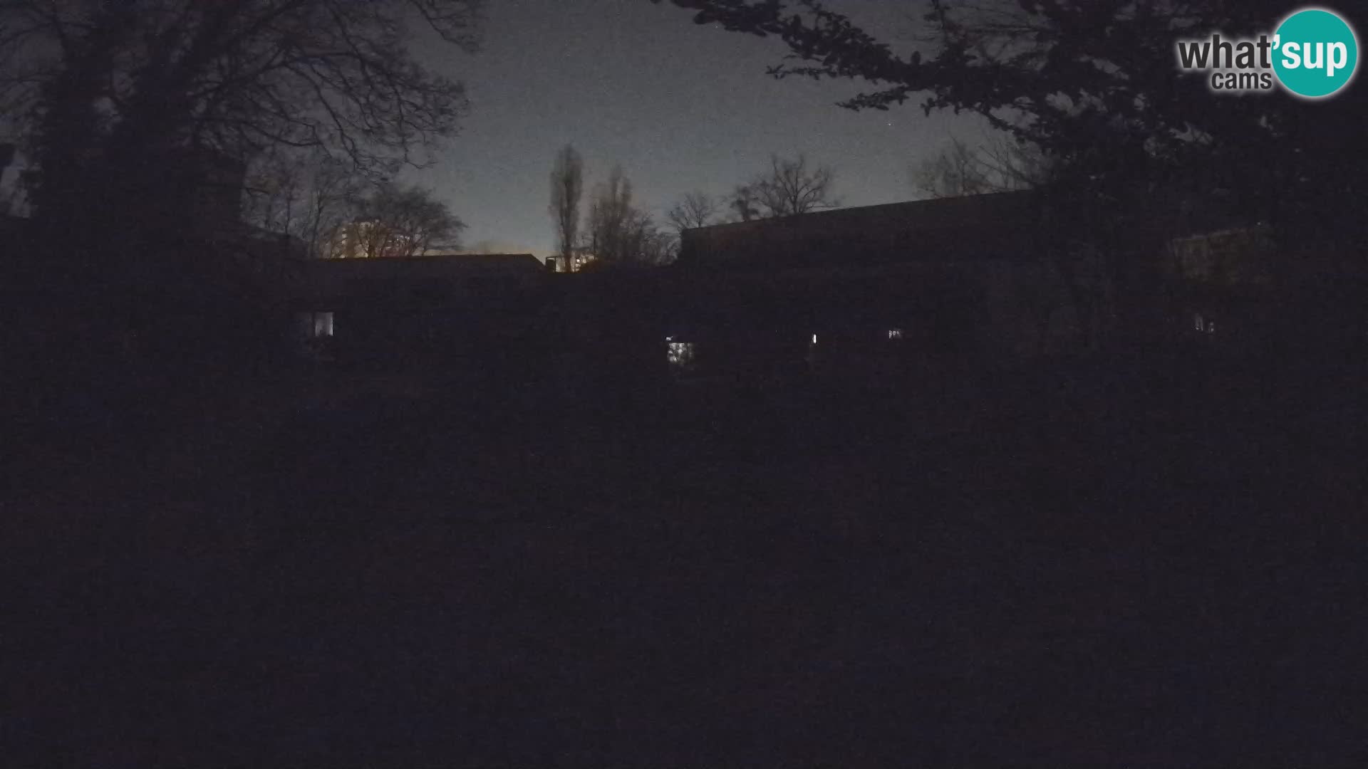 Zoo Zagreb – Suricata