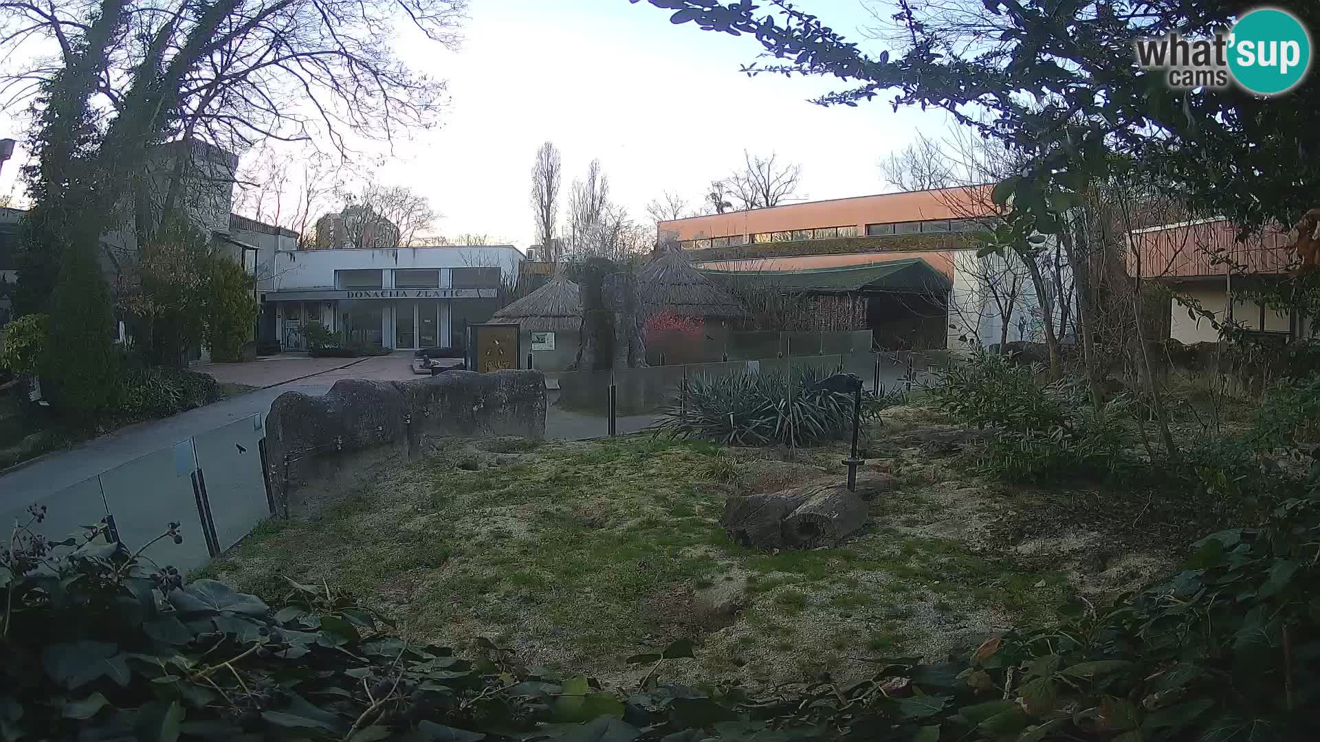 Zoo Zagreb – Suricata