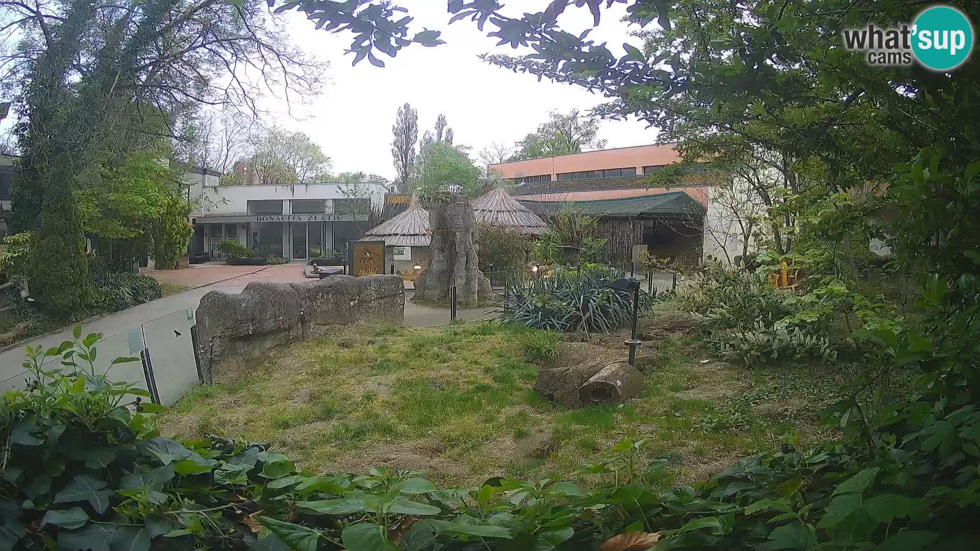 Zoo Zagreb – Suricata