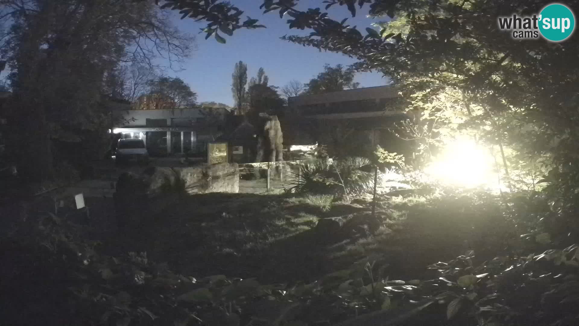 Zoo Zagreb – Suricata