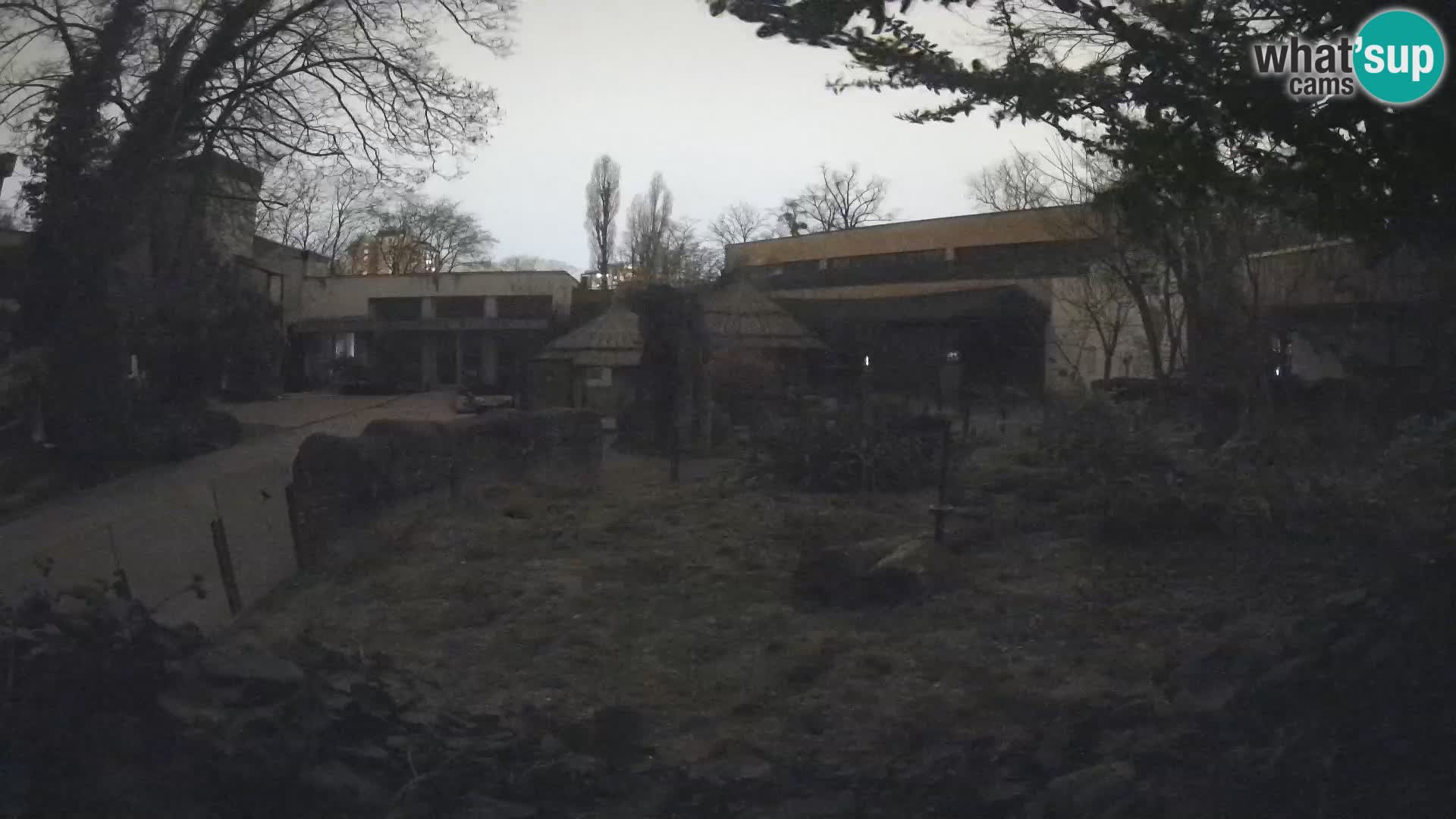 Zoo Zagreb – Merkat