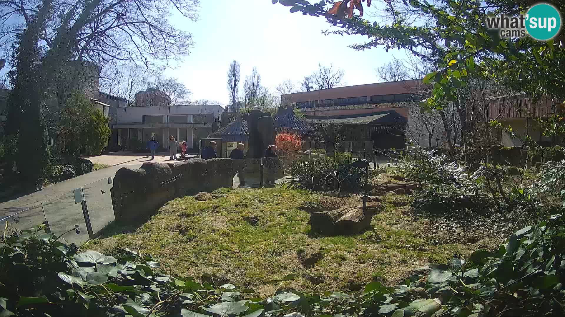 Zoo Zagreb – Suricate