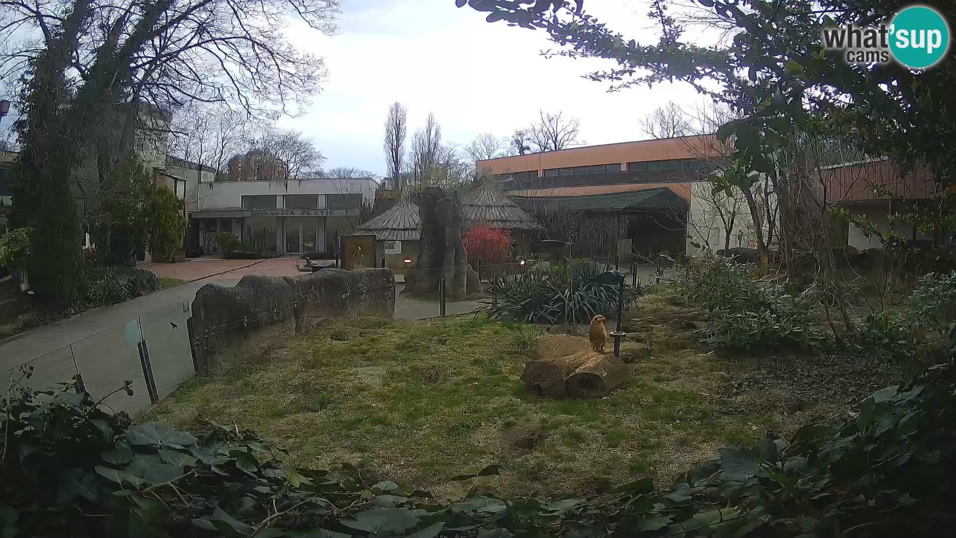 Zoo Zagreb – Suricate