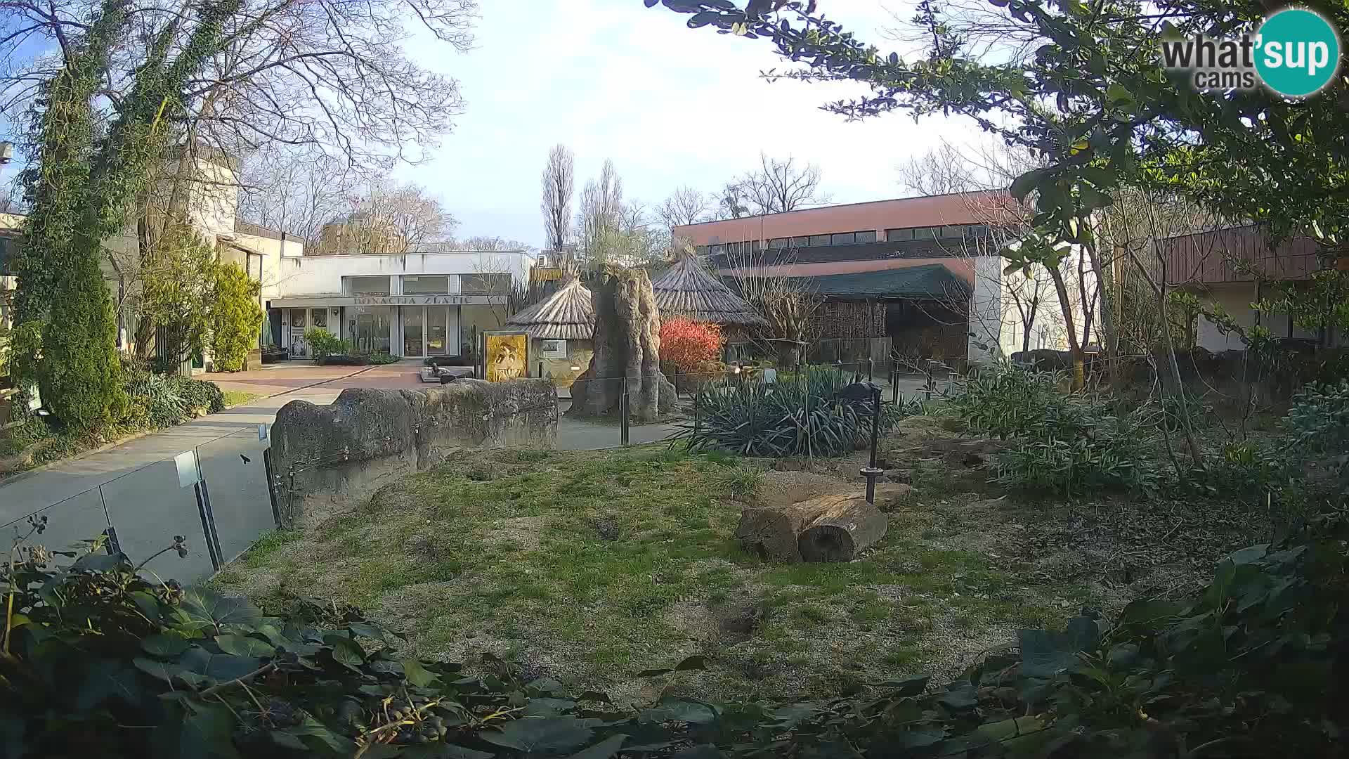 Zoo Zagreb – Merkat