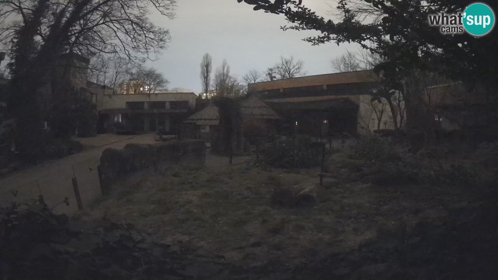 Zoo Zagreb – Suricata