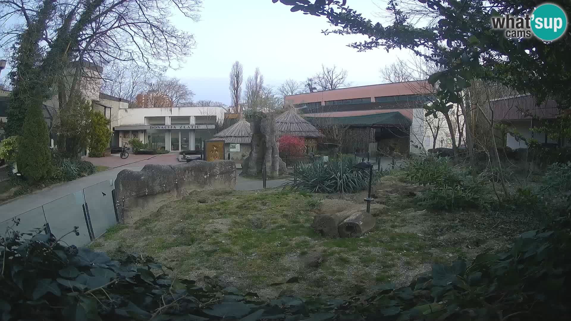 Zoo Zagreb – Suricata