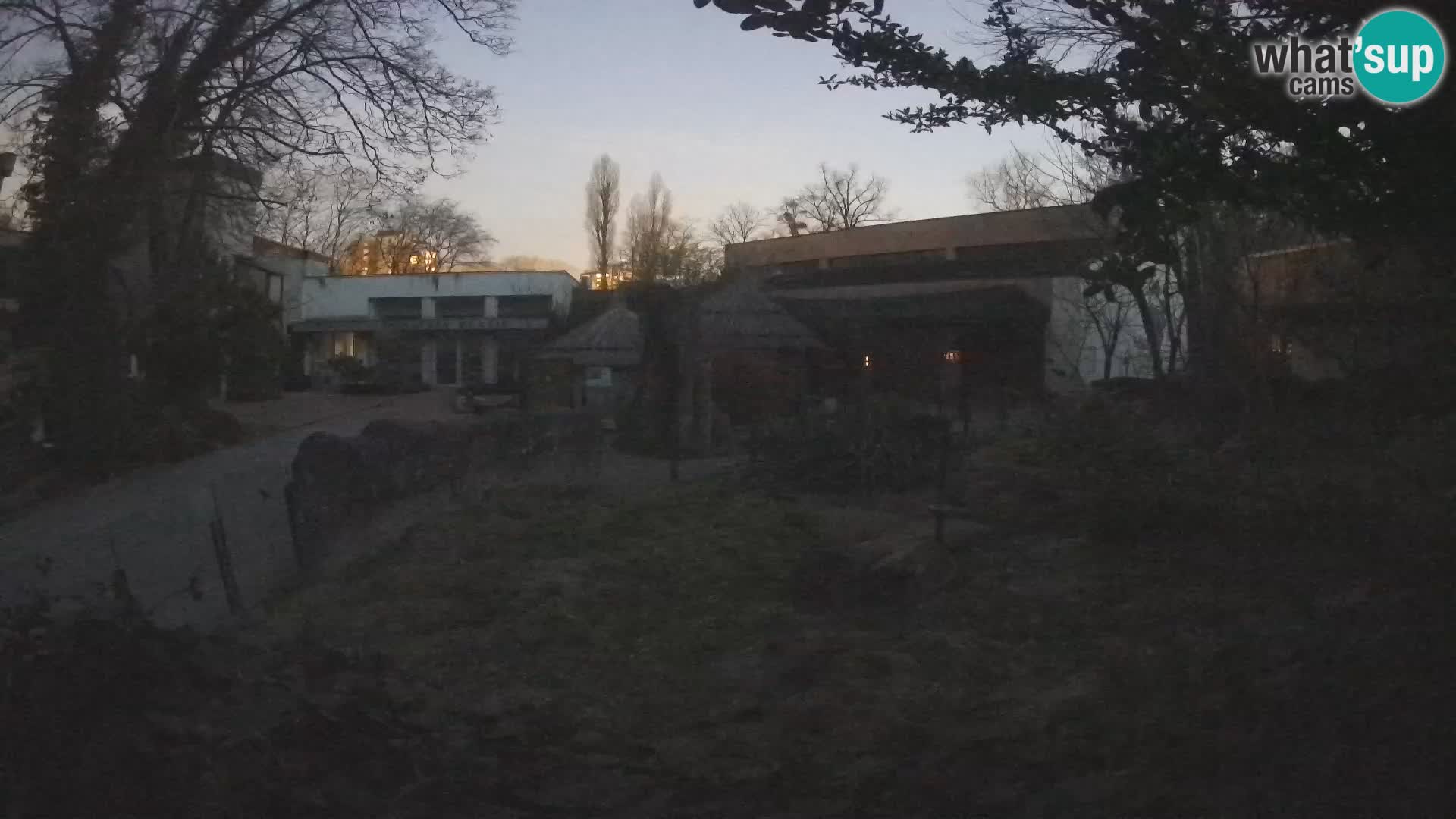 Zoo Zagreb – Suricata