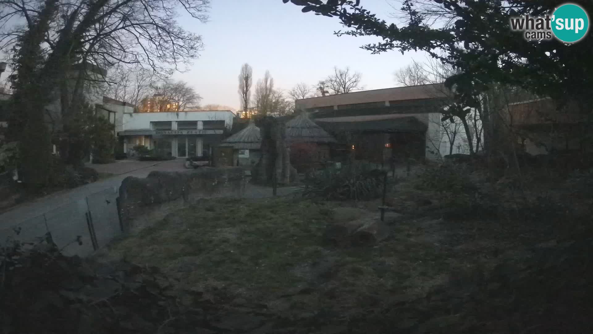 Zoo Zagreb – Surikate