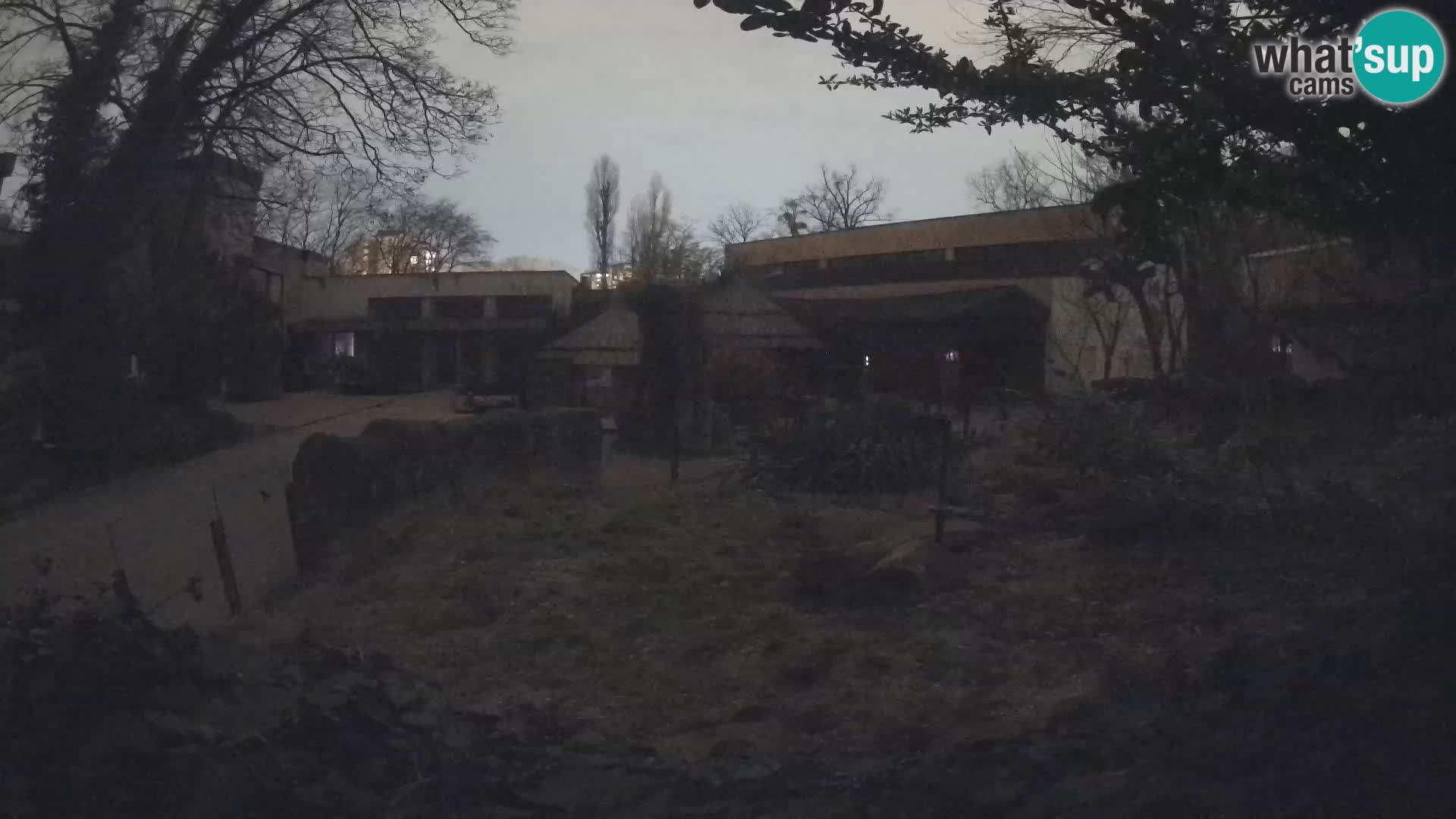 Zoo Zagreb – Merkat