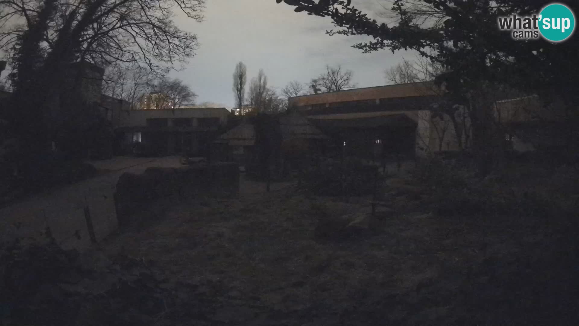 Zoo Zagreb – Suricate