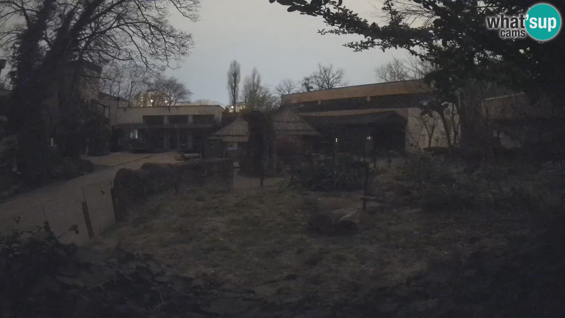 Zoo Zagreb – Suricata