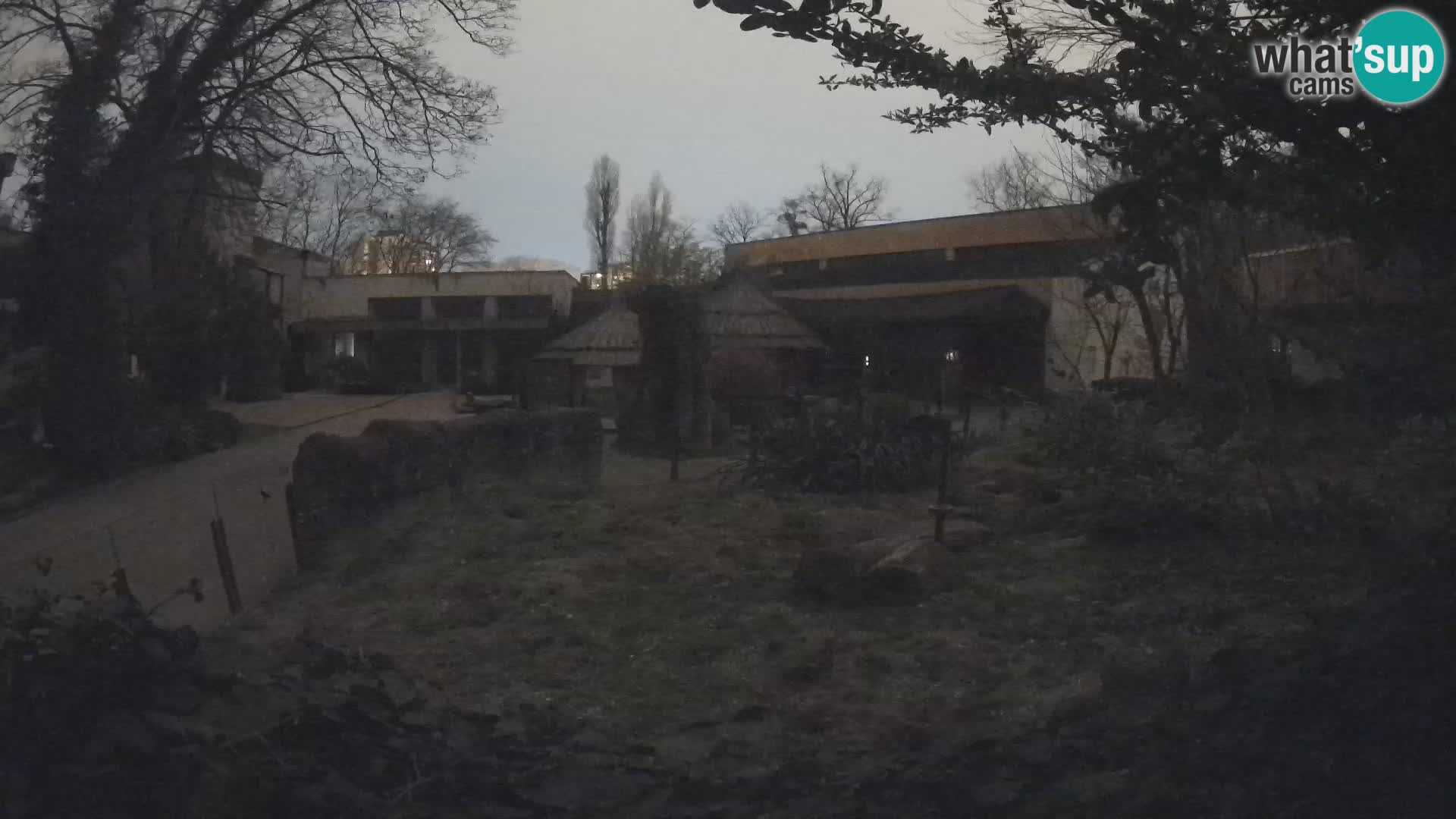 Zoo Zagreb – Suricata