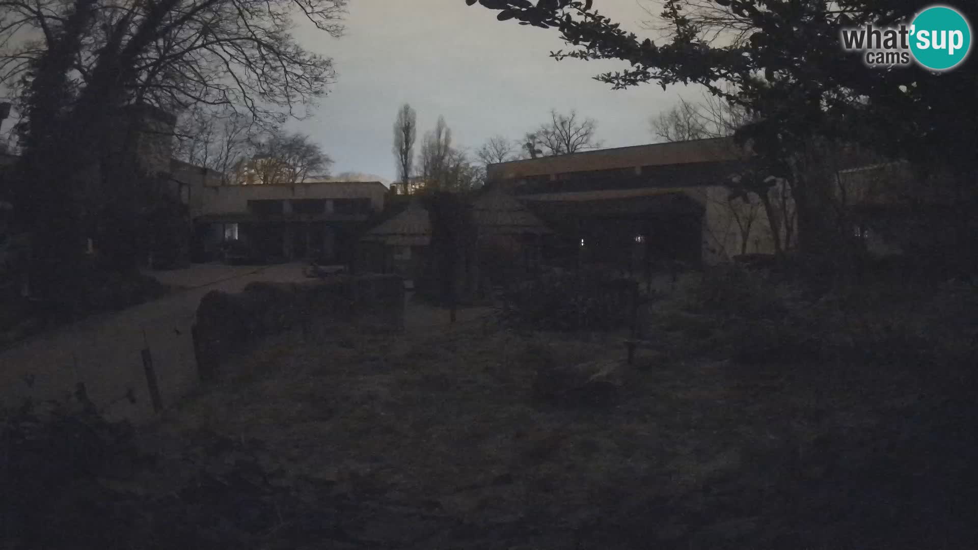 Zoo Zagreb – Suricata