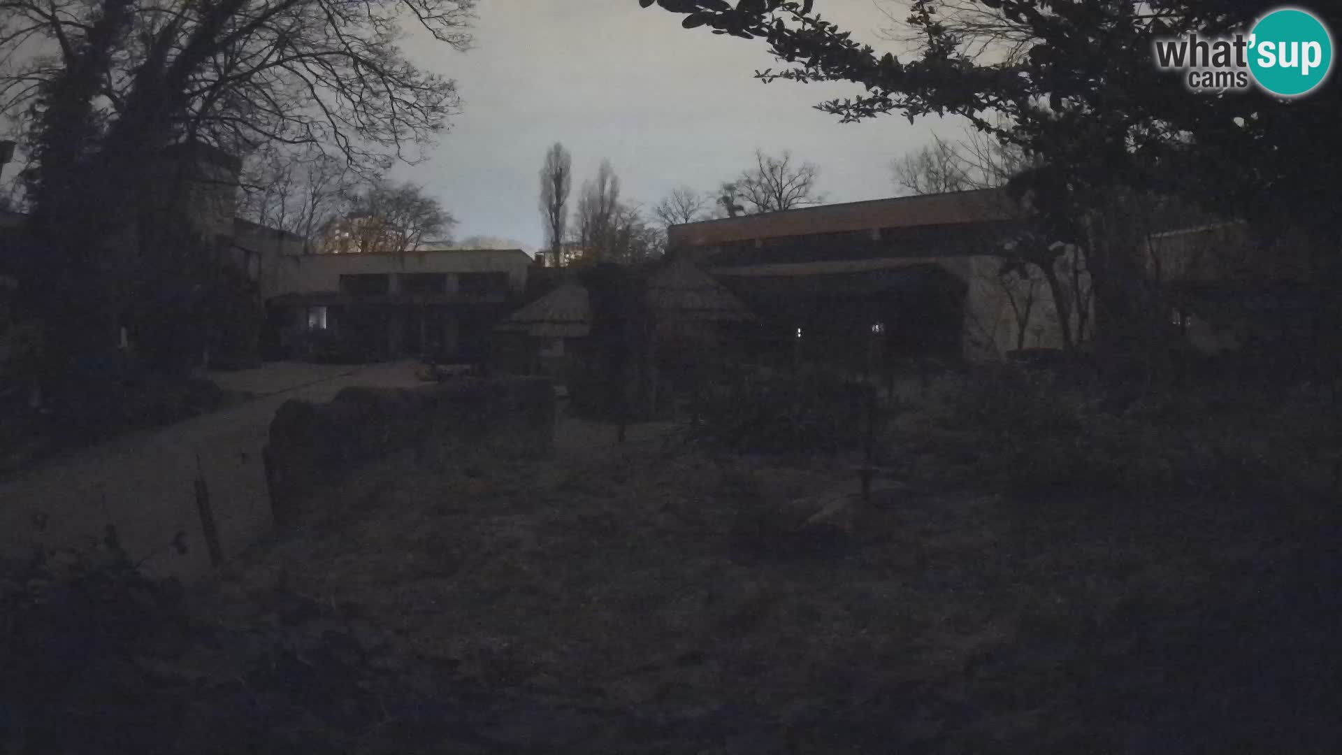 Zoo Zagreb – Suricate