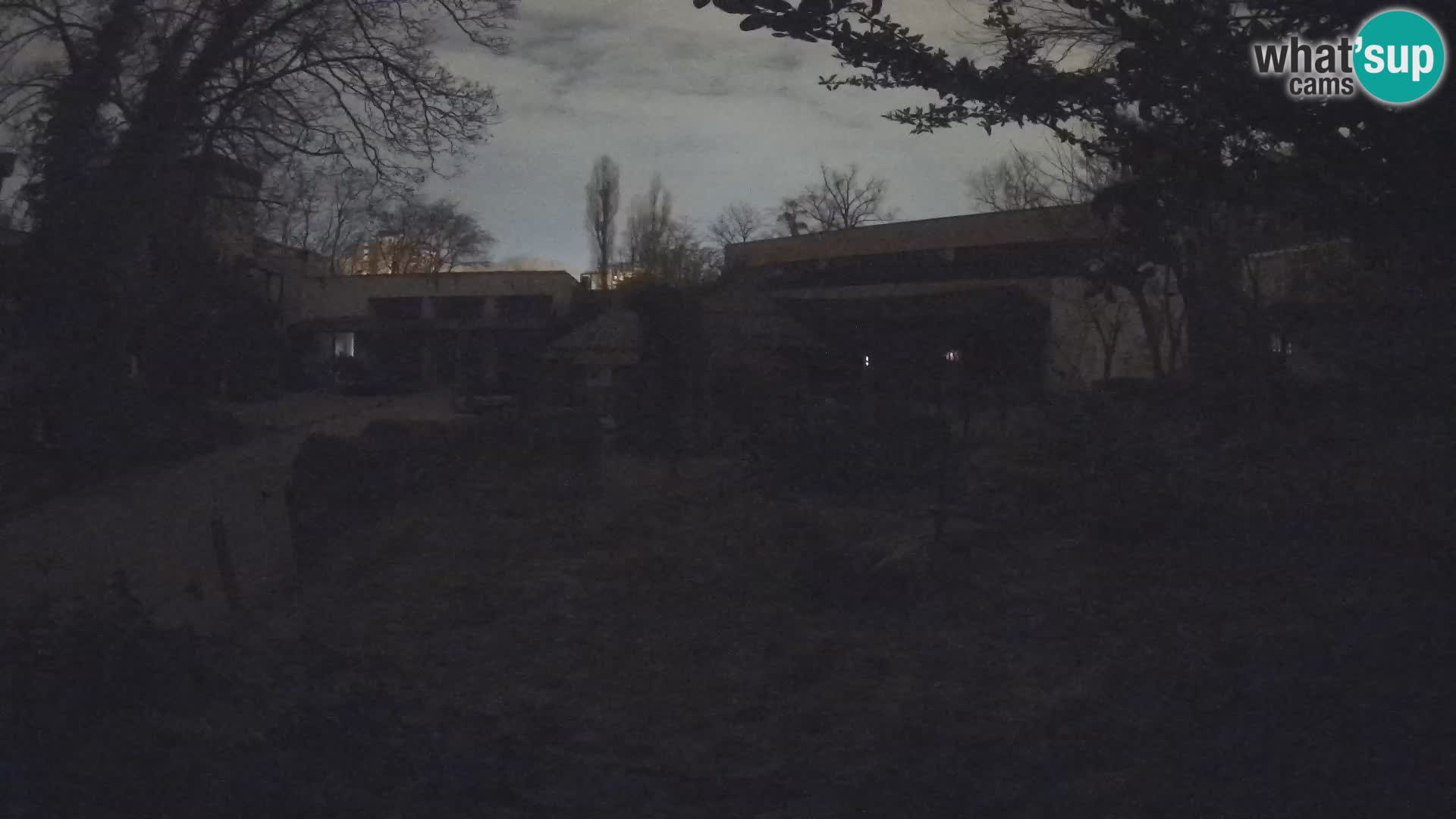 Zoo Zagreb – Suricate