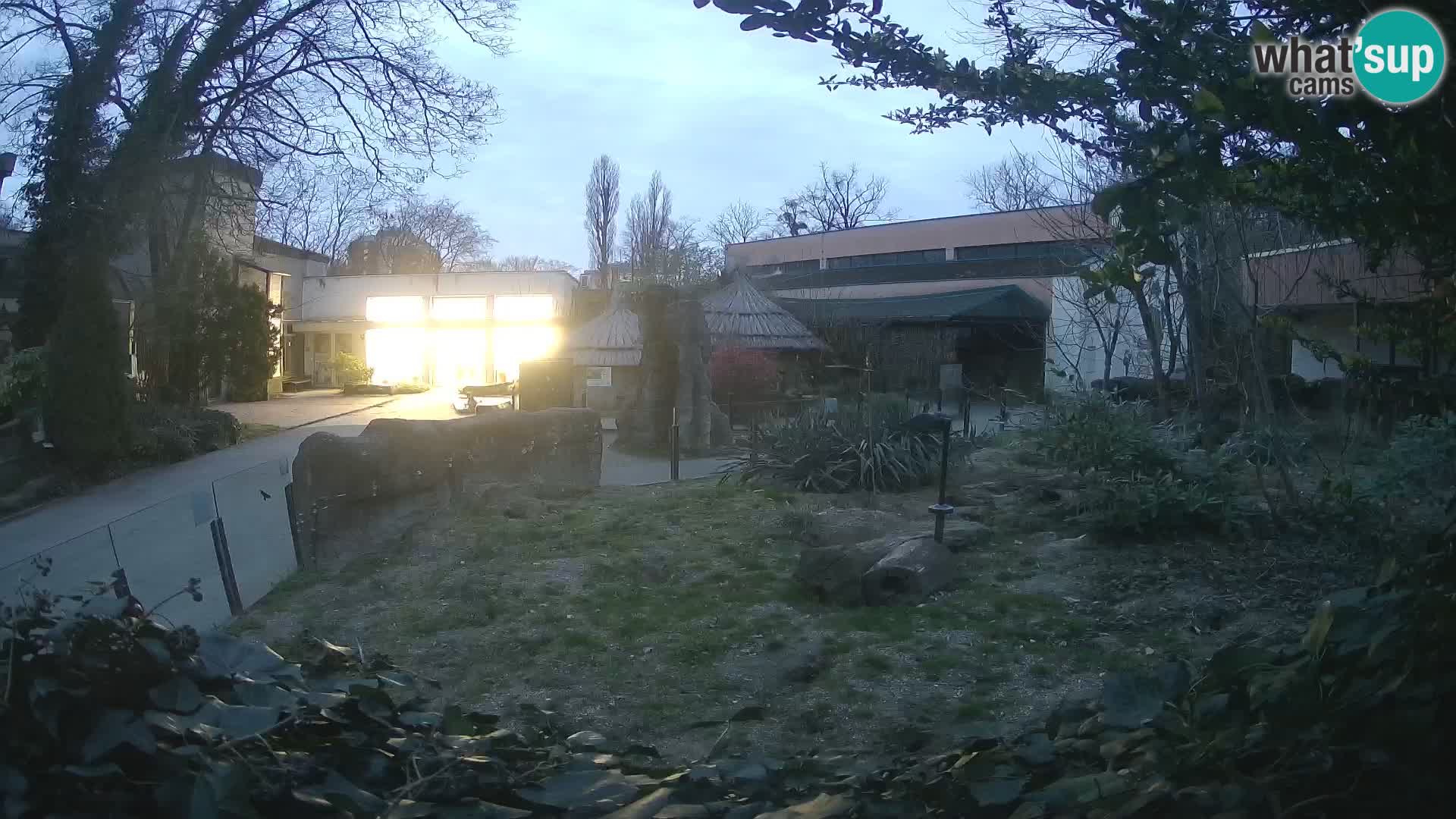 Zoo Zagreb – Surikate