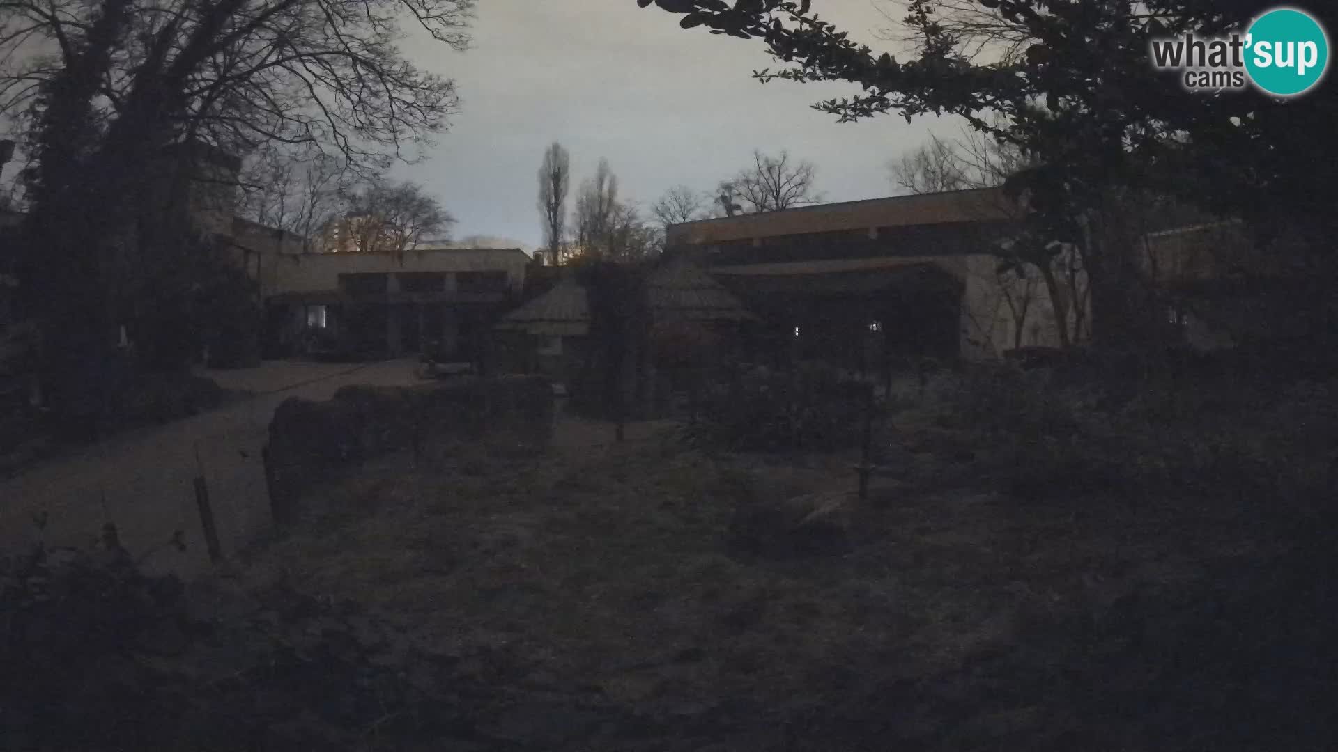 Zoo Zagreb – Suricata