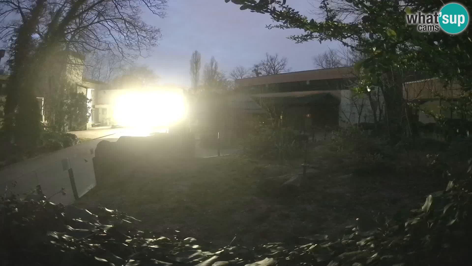 Zoo Zagreb – Suricata