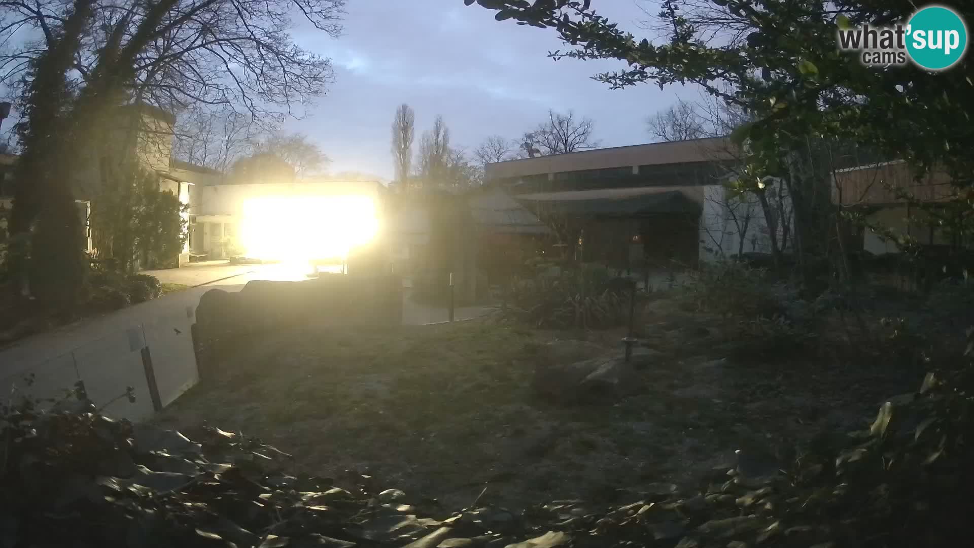 Zoo Zagreb – Suricate