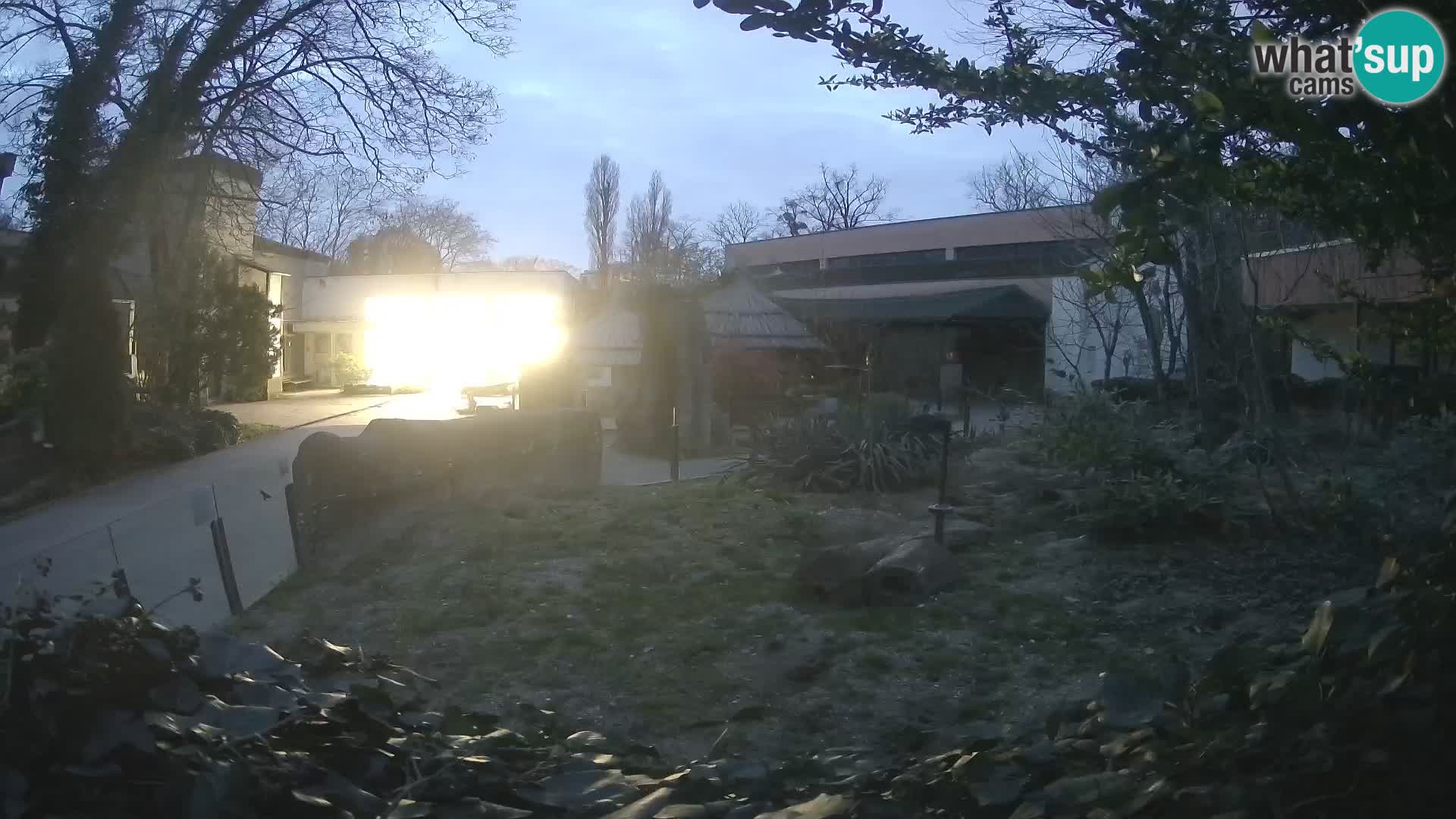 Zoo Zagreb – Merkat