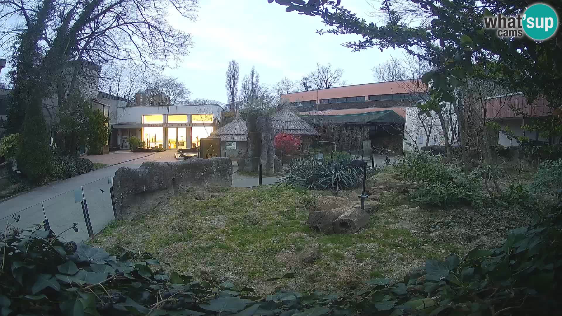 Zoo Zagreb – Suricata