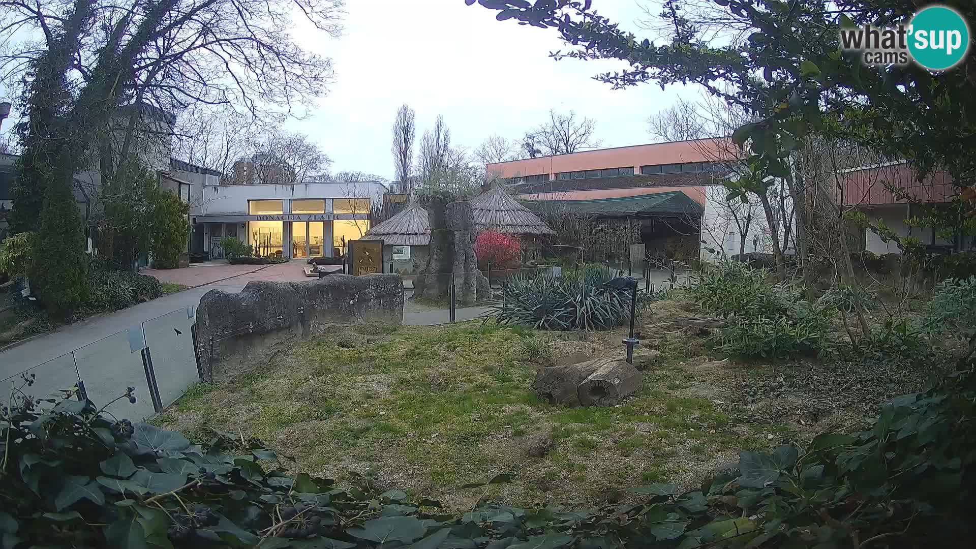 Zoo Zagreb – Suricata