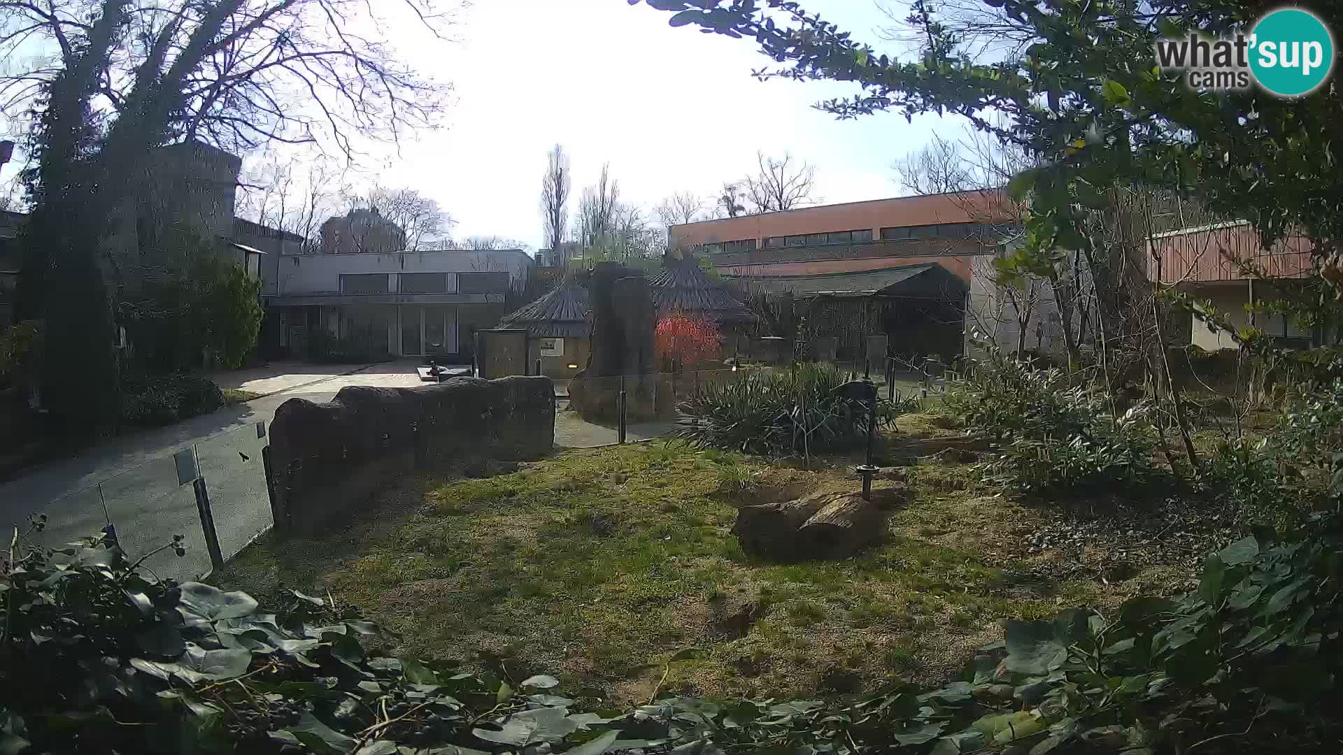 Zoo Zagreb – Suricata