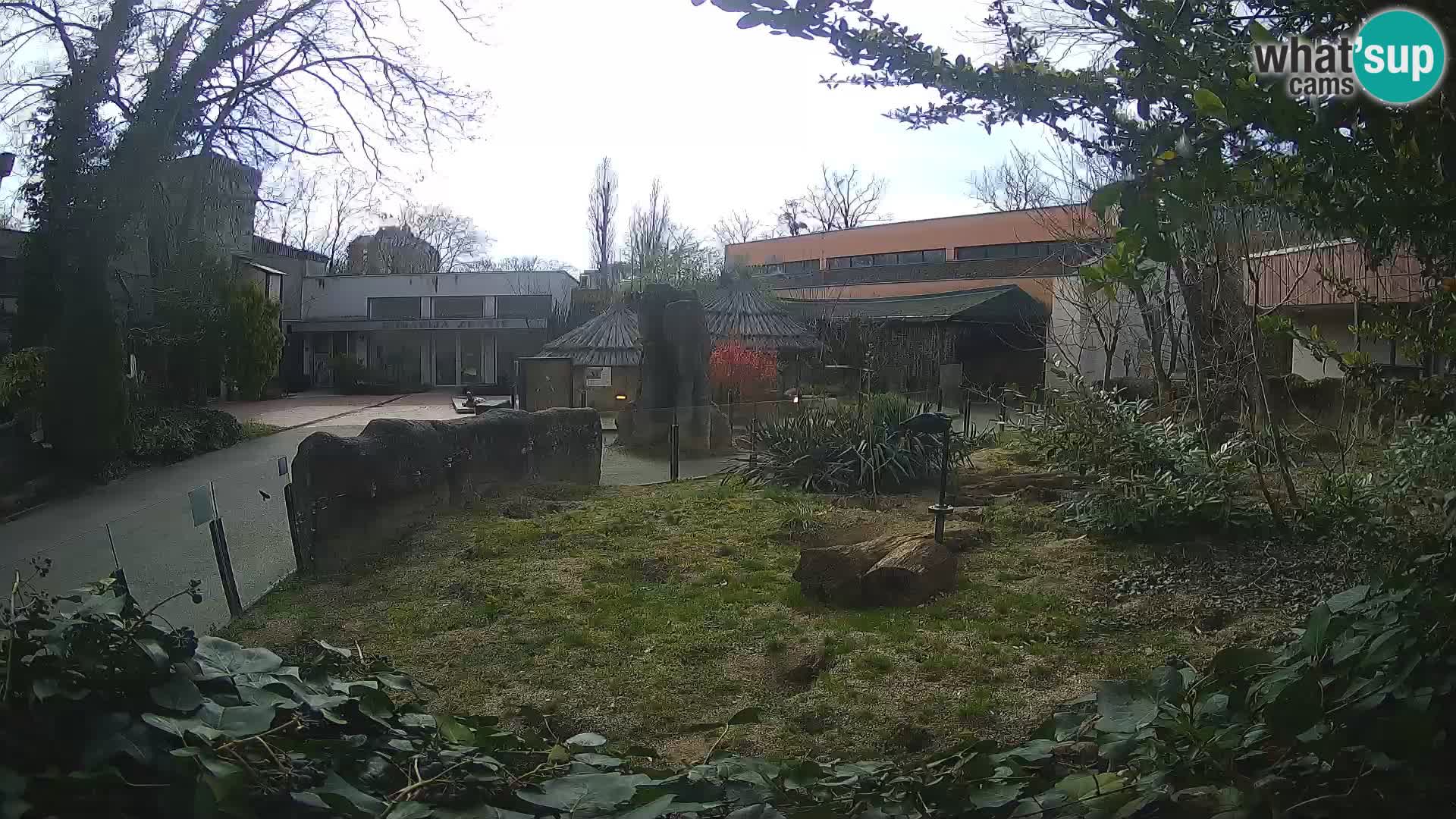 Zoo Zagreb – Suricate