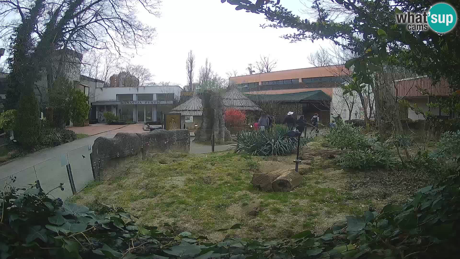 Zoo Zagreb – Suricata