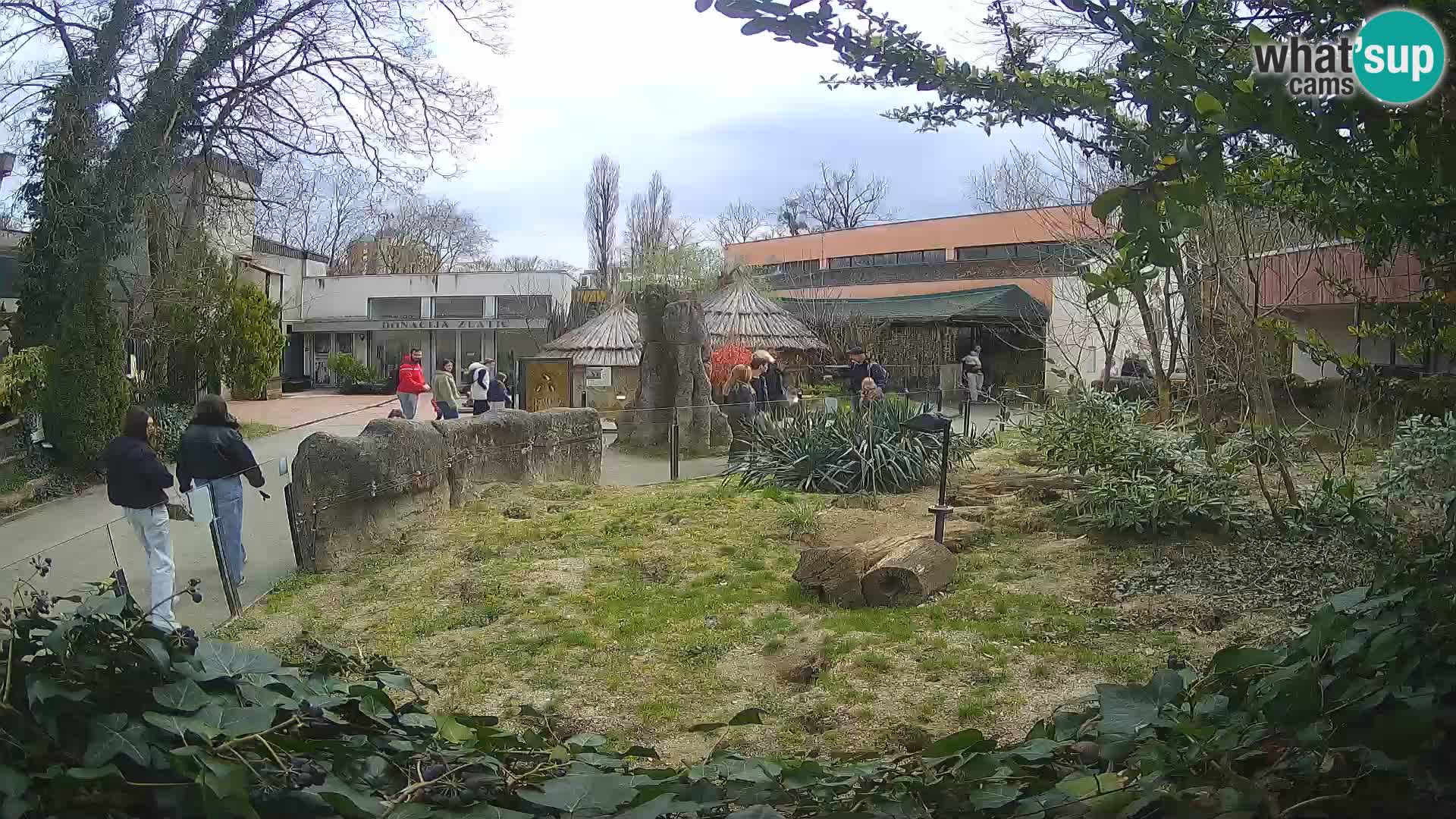 Zoo Zagreb – Merkat