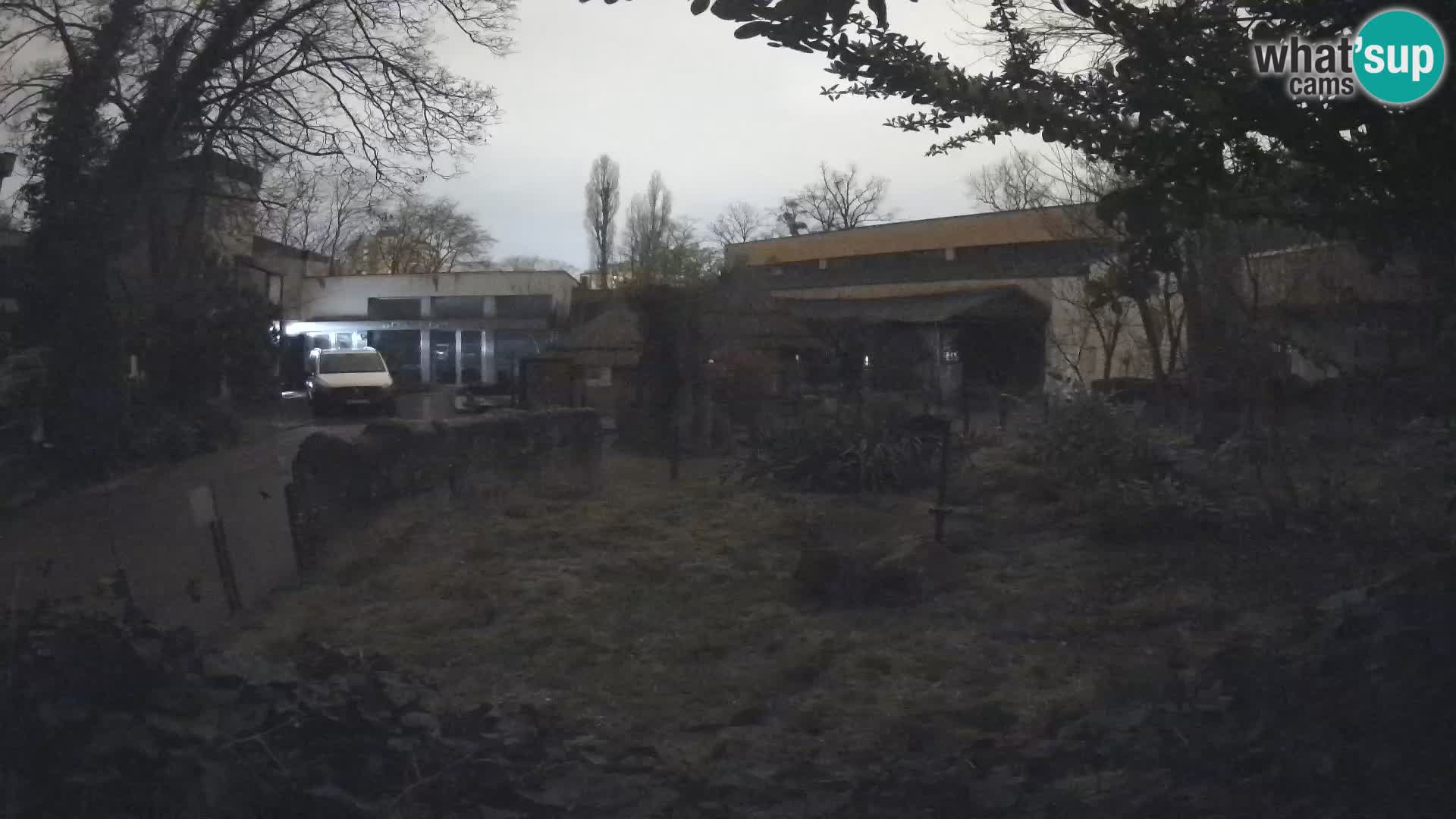 Zoo Zagreb – Surikate