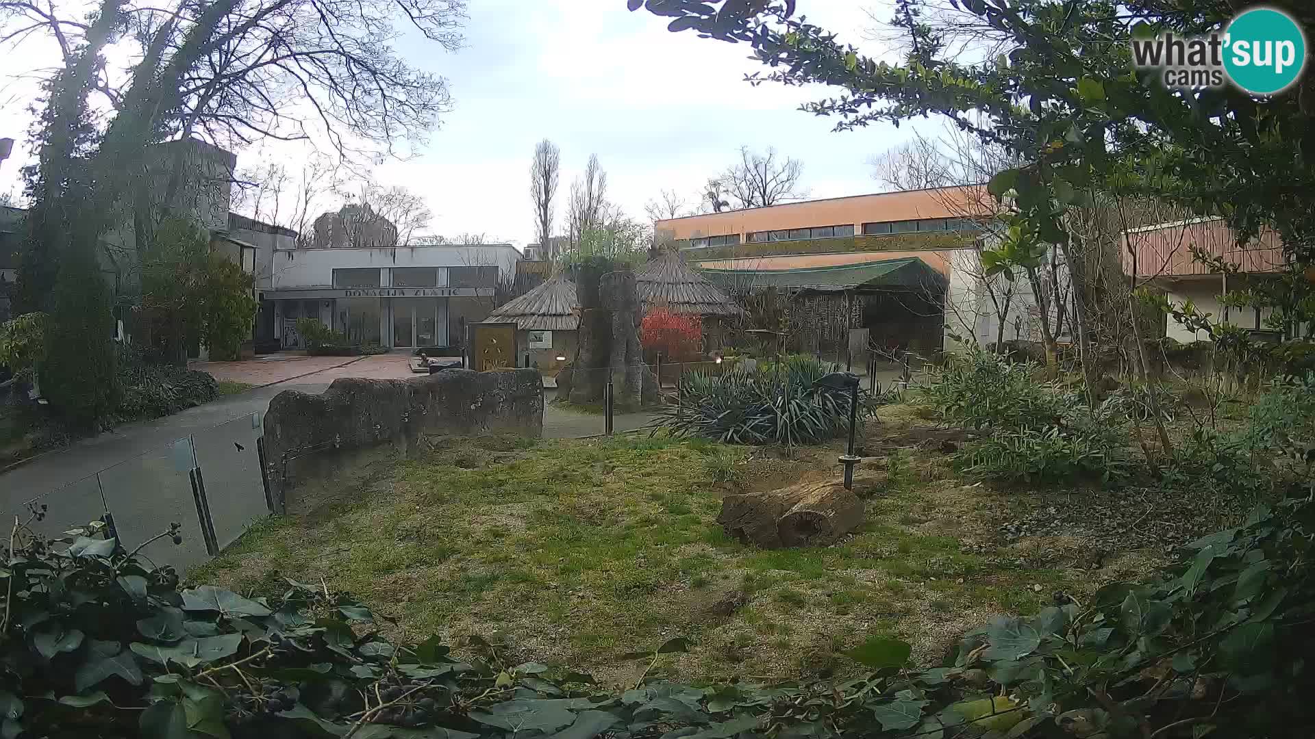 Zoo Zagreb – Surikate