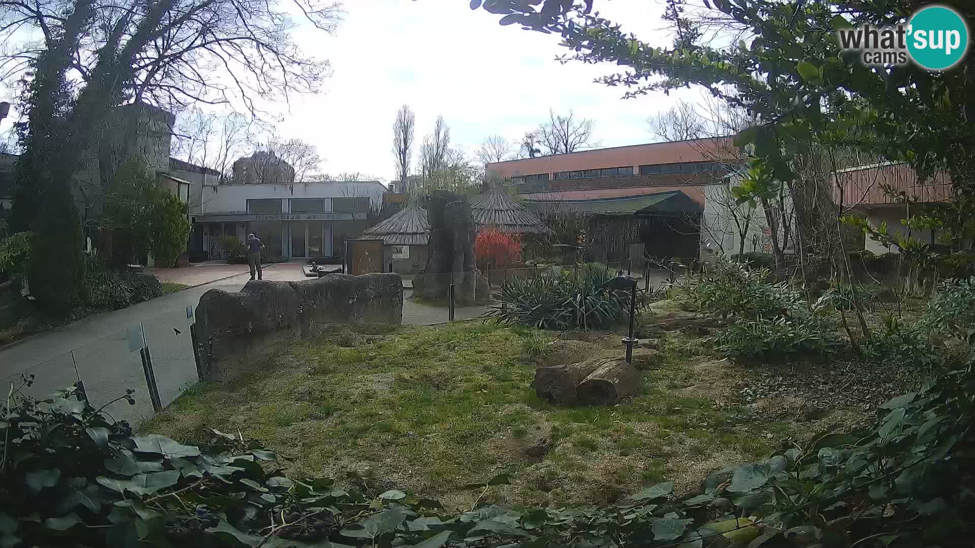 Zoo Zagreb – Suricate