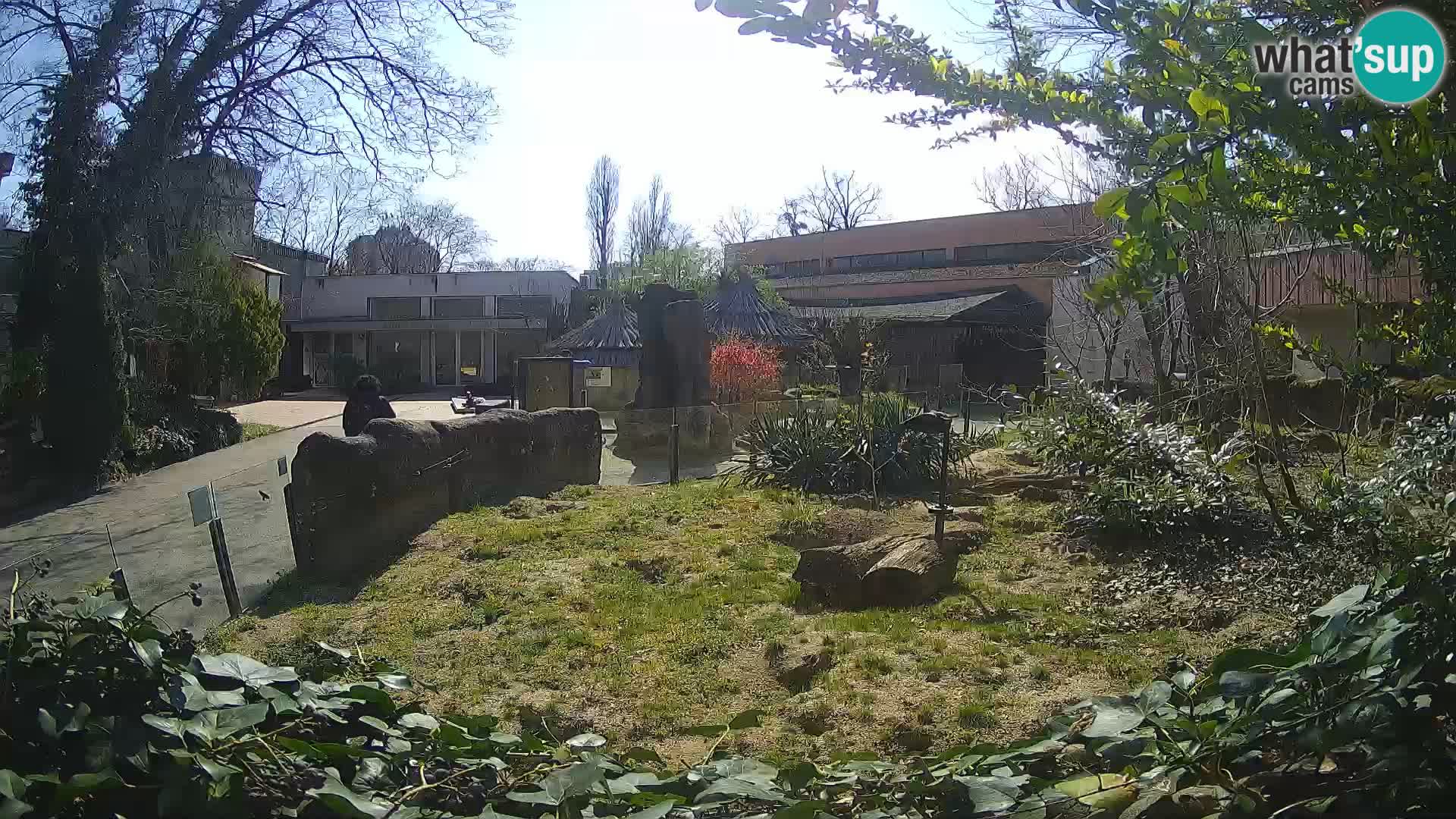 Zoo Zagreb – Erdmännchen