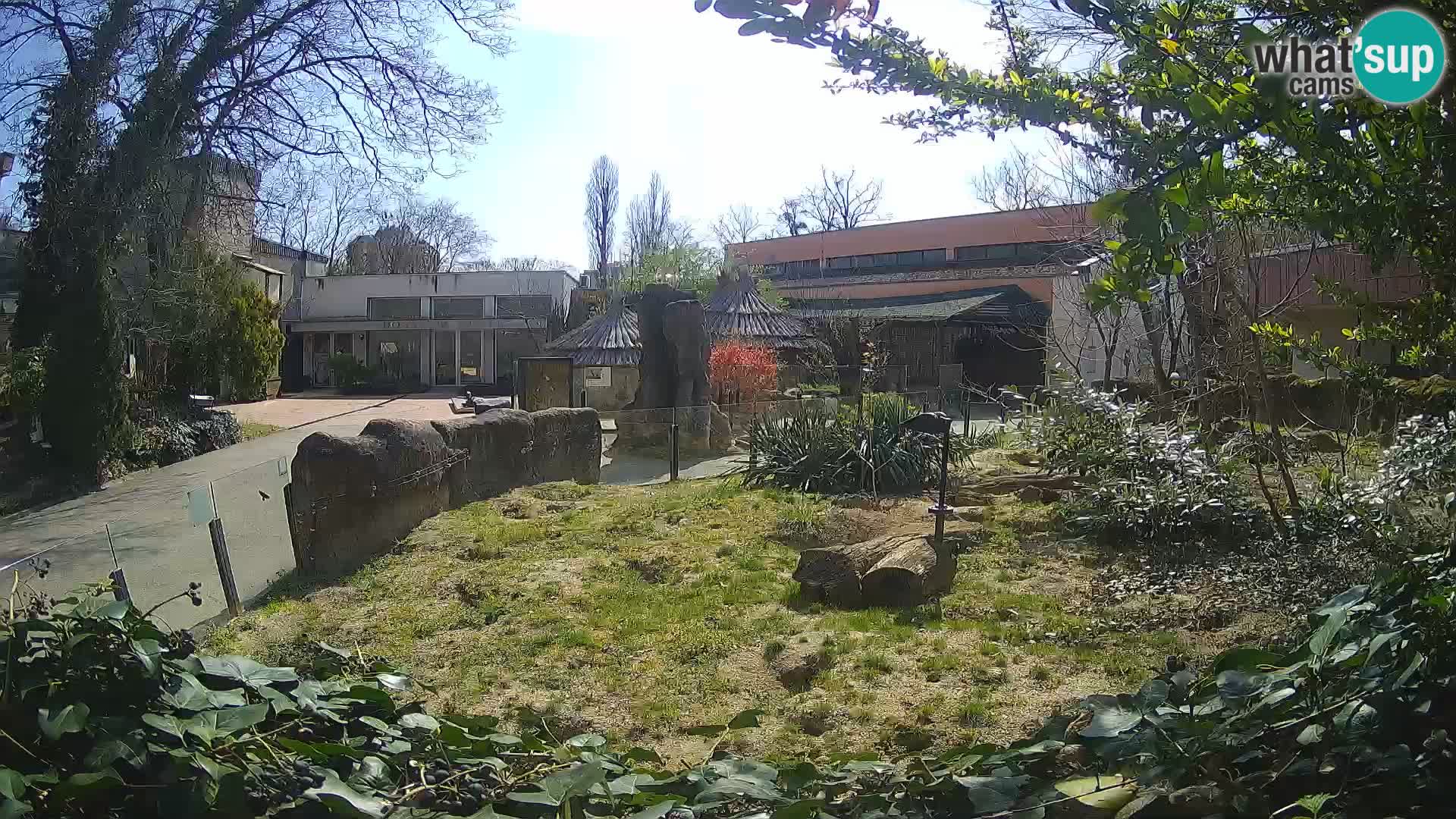 Zoo Zagreb – Suricate