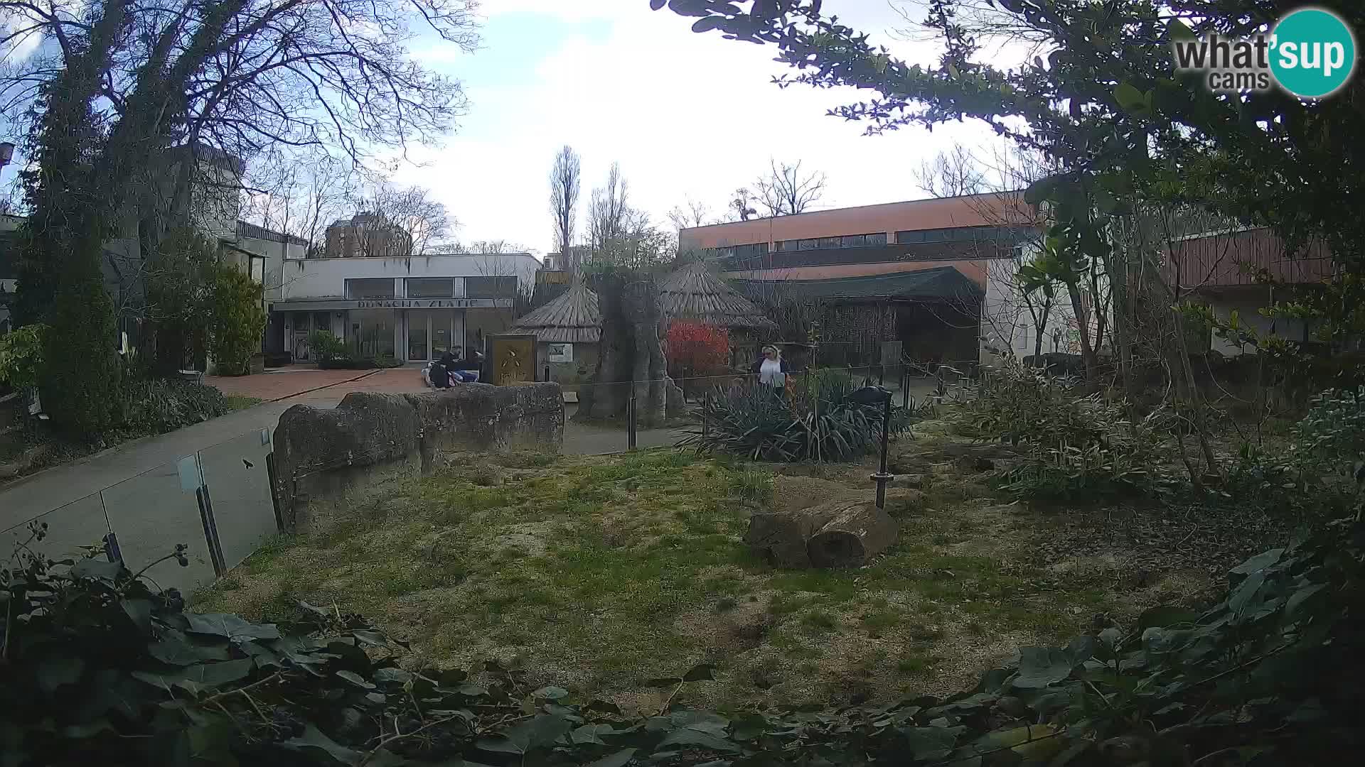 Zoo Zagreb – Surikate