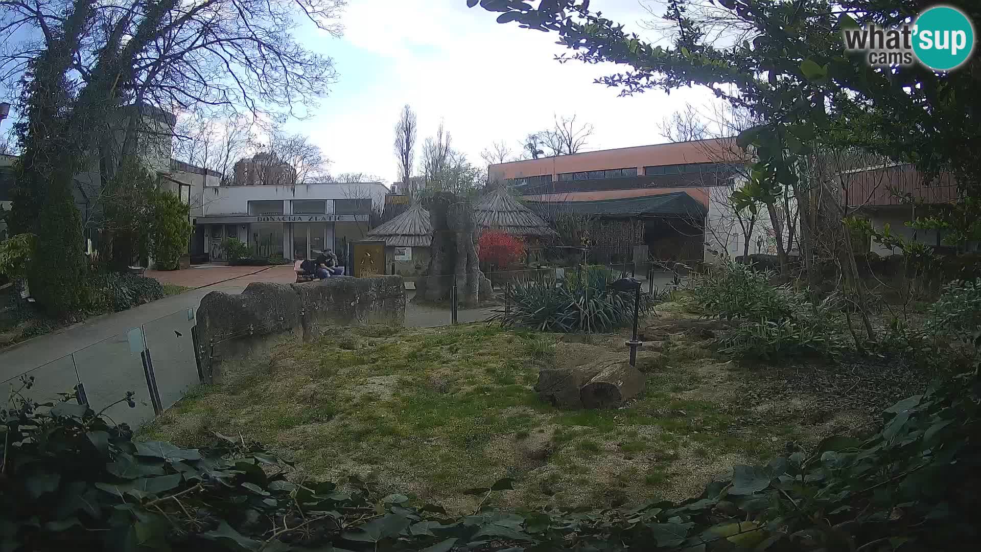 Zoo Zagreb – Suricata