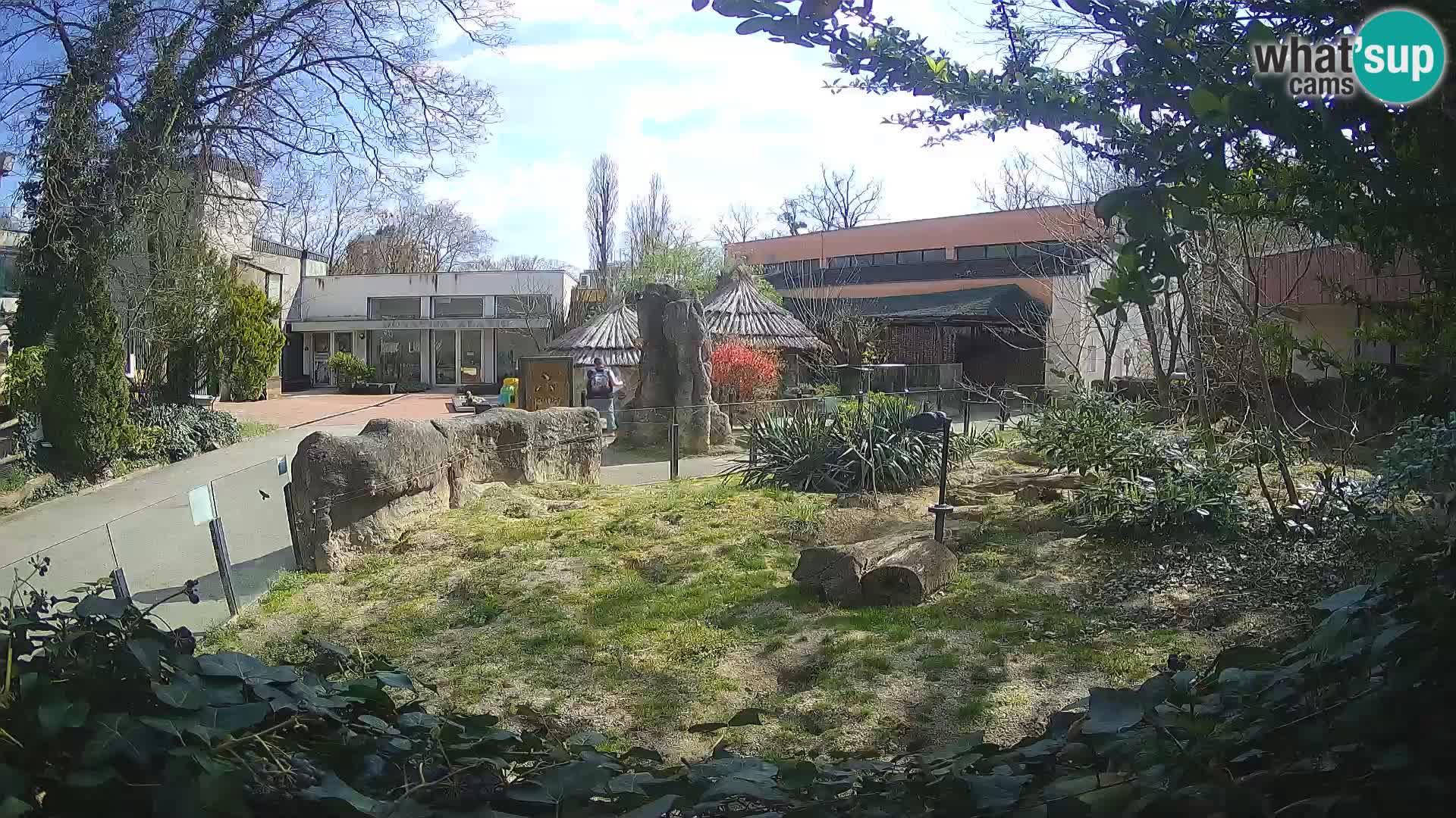 Zoo Zagreb – Suricata
