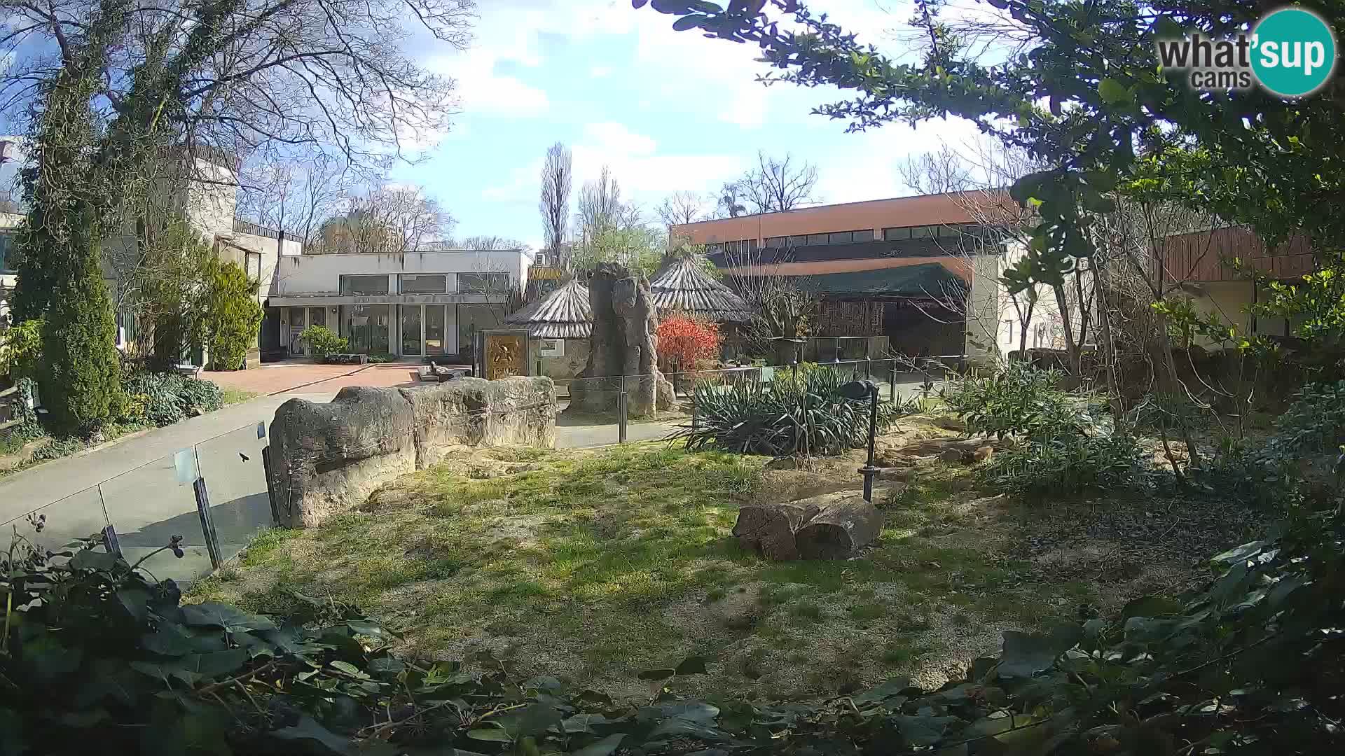 Zoo Zagreb – Suricata